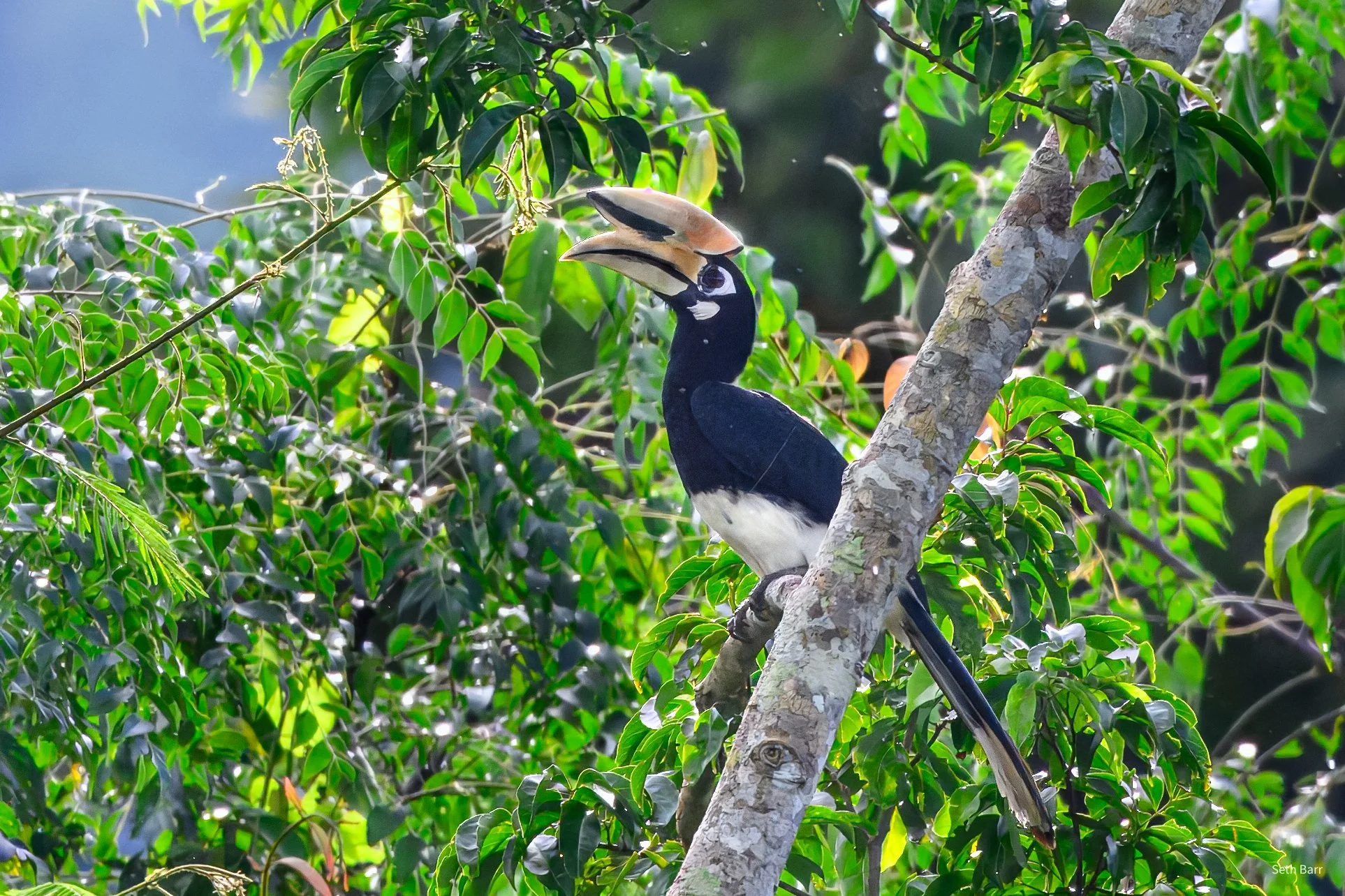 Oriental Pied Hornbill
