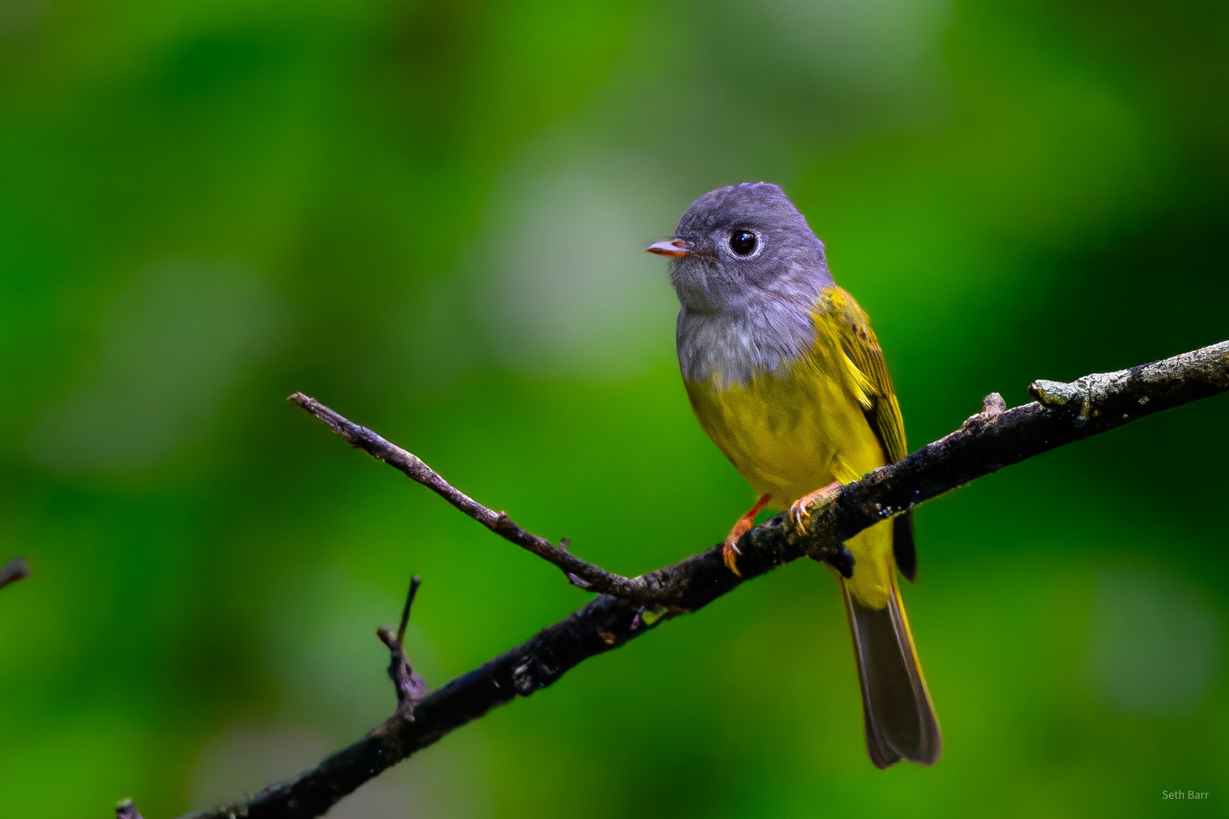 Gray-Headed Canary Flycatcher