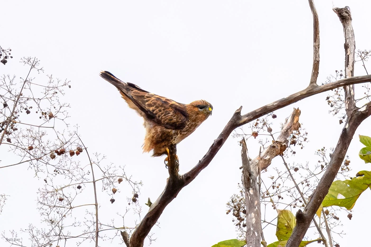 Eastern Buzzard