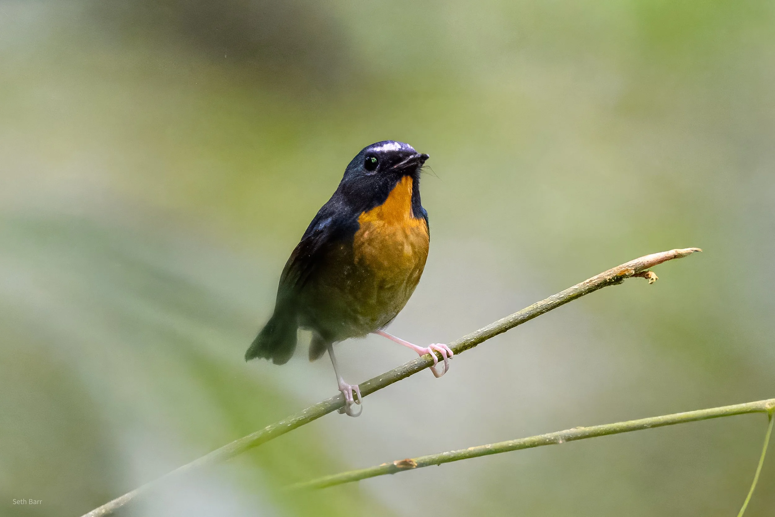 Snowy-Browed Flycatcher