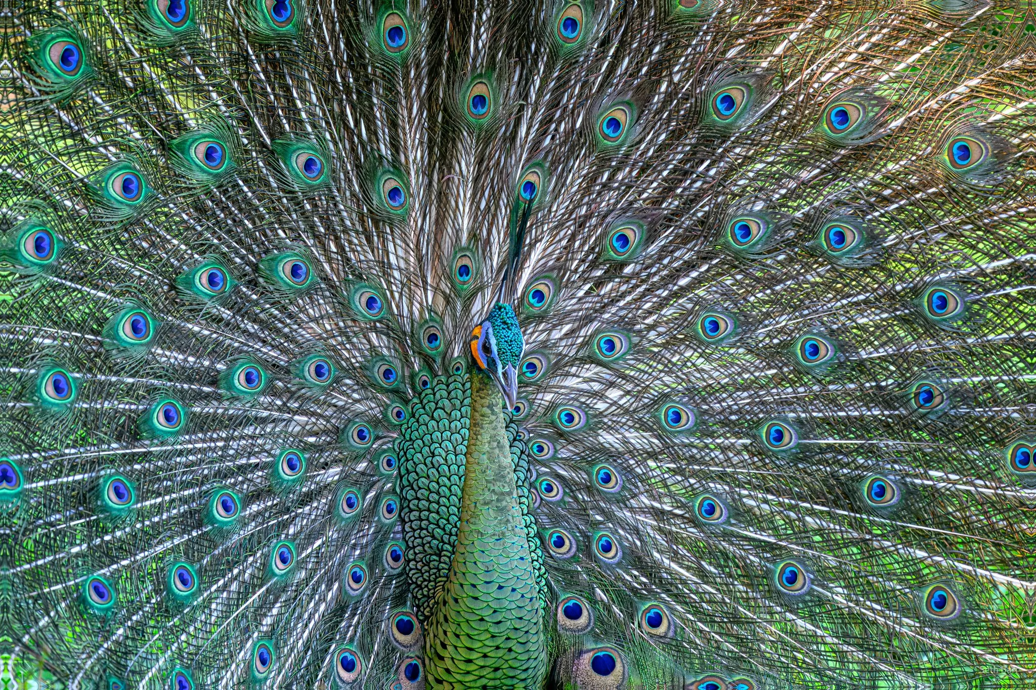 Green Peafowl