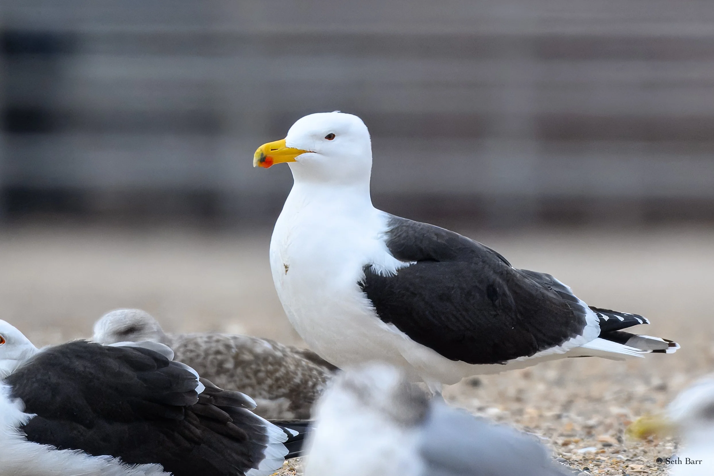 Great Black Backed Gull