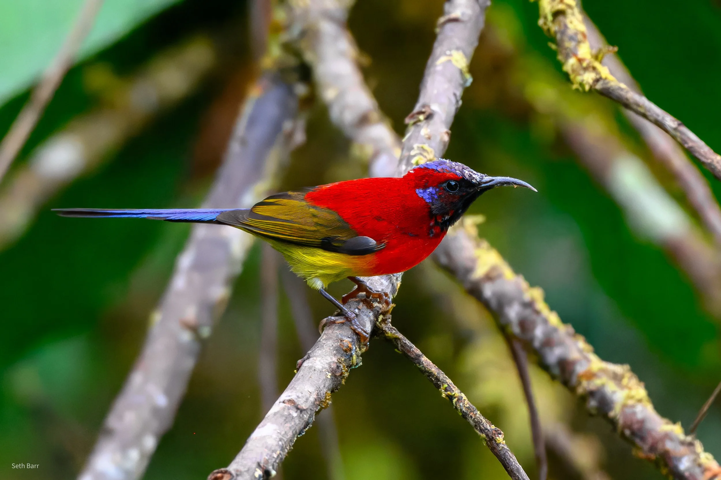 Mrs. Goulds Sunbird