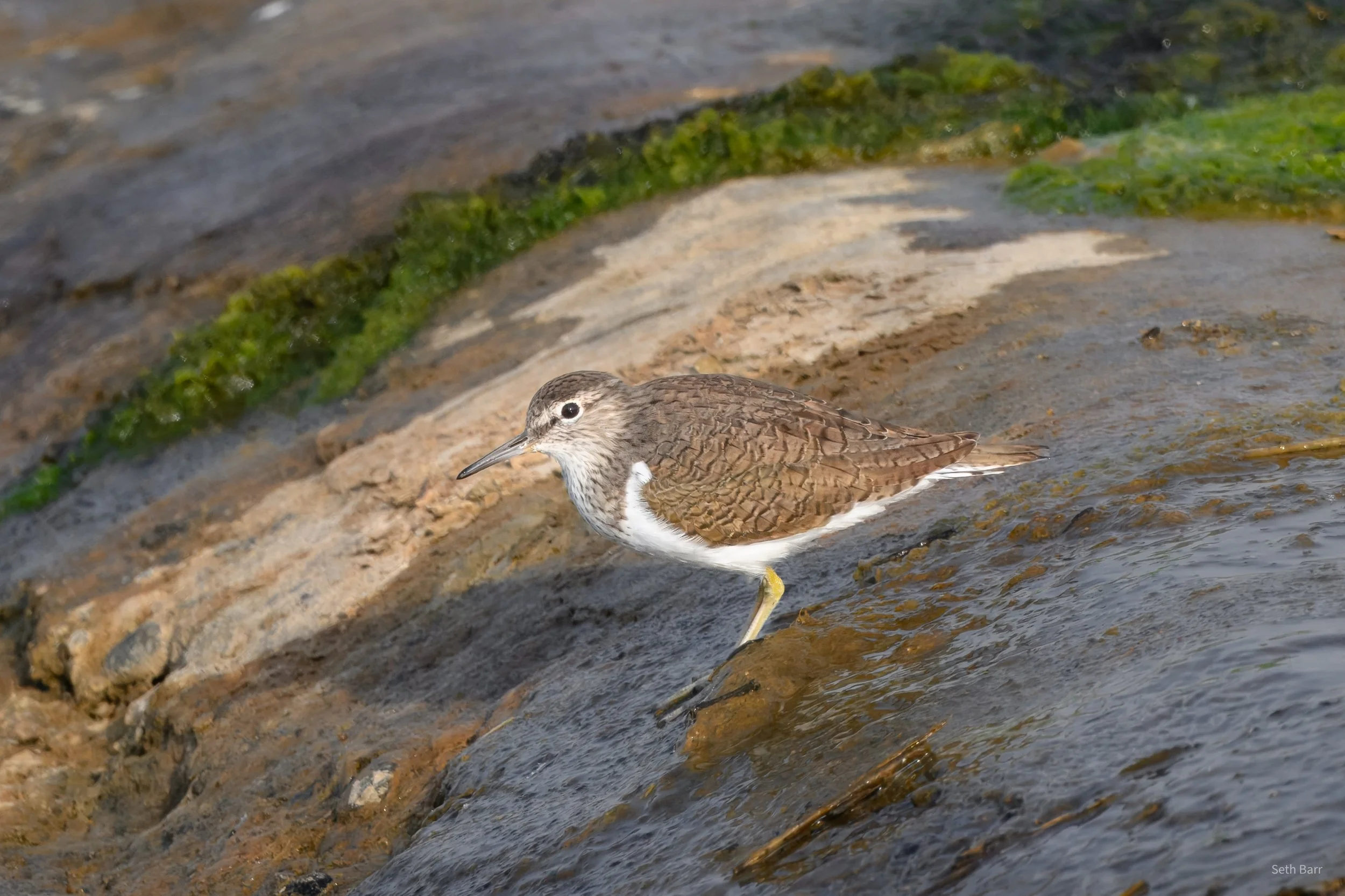Common Sandpiper - Shaanxi Province
