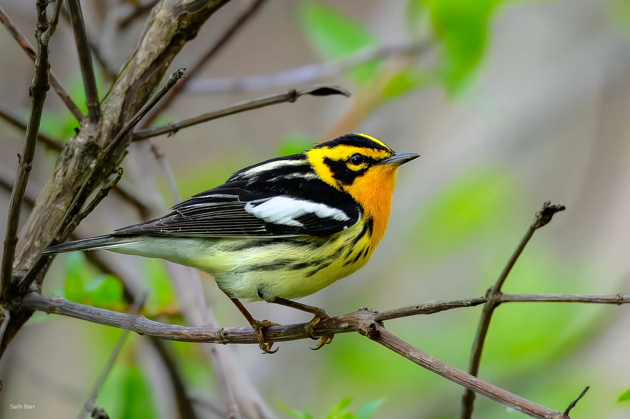 Blackburnian Warbler