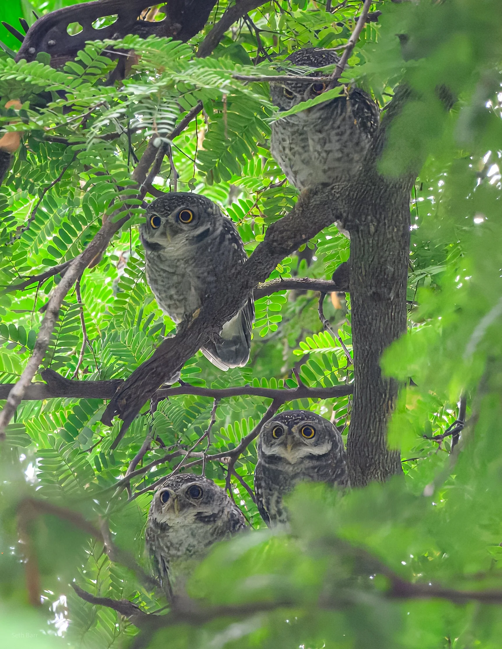Spotted Owlets
