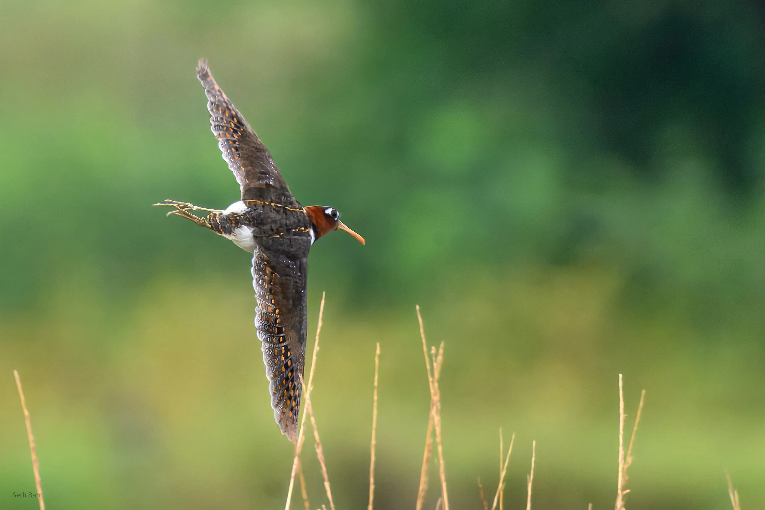 Greater Painted Snipe