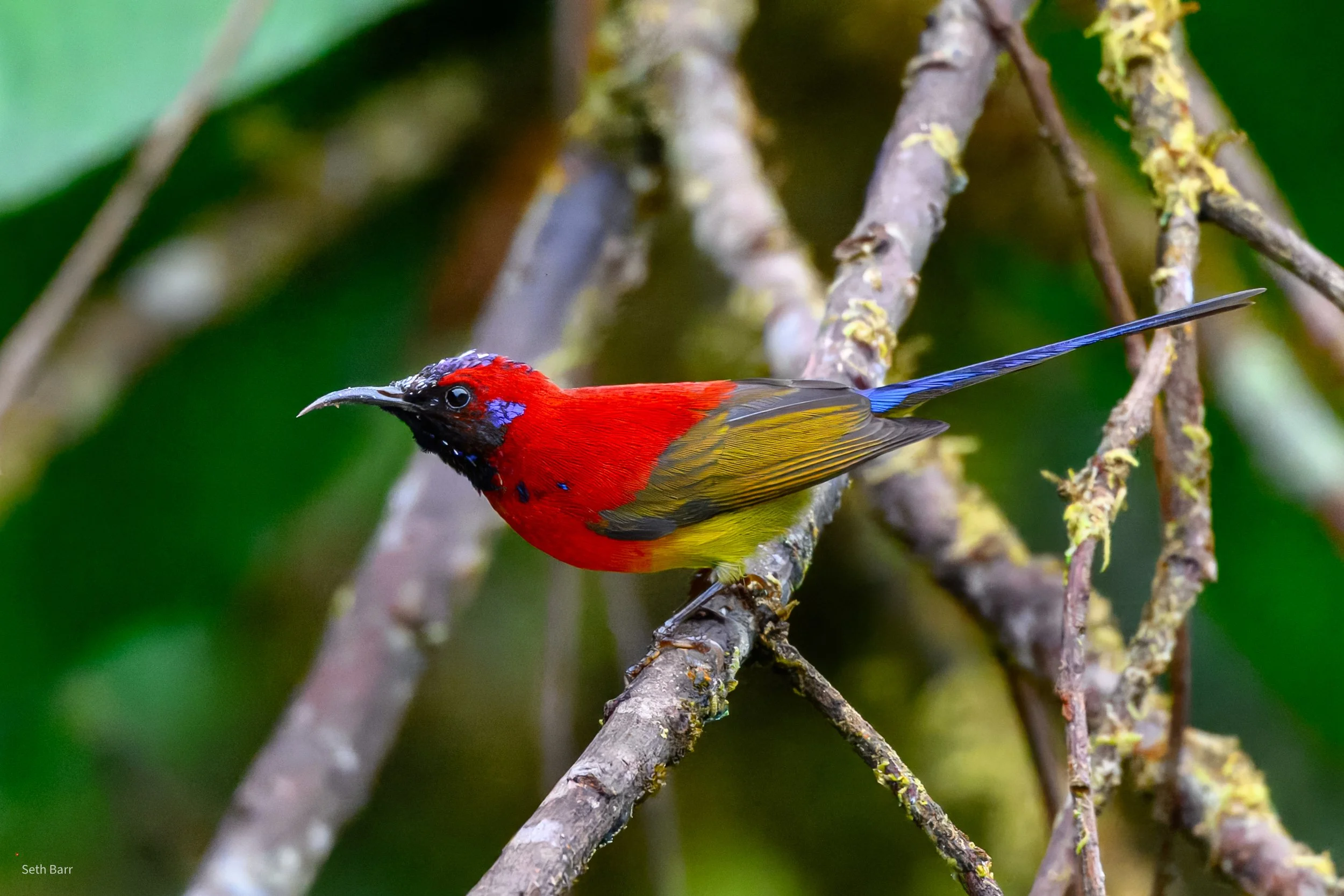 Mrs. Goulds Sunbird
