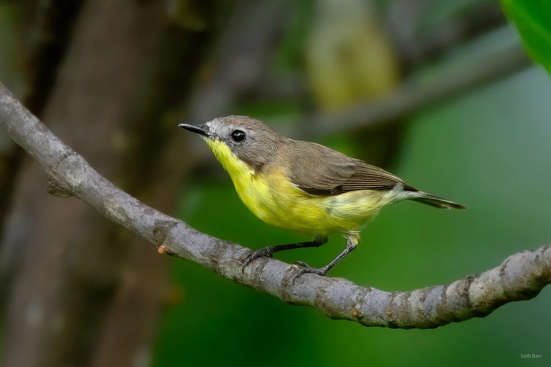 Golden-Bellied Gerrygone