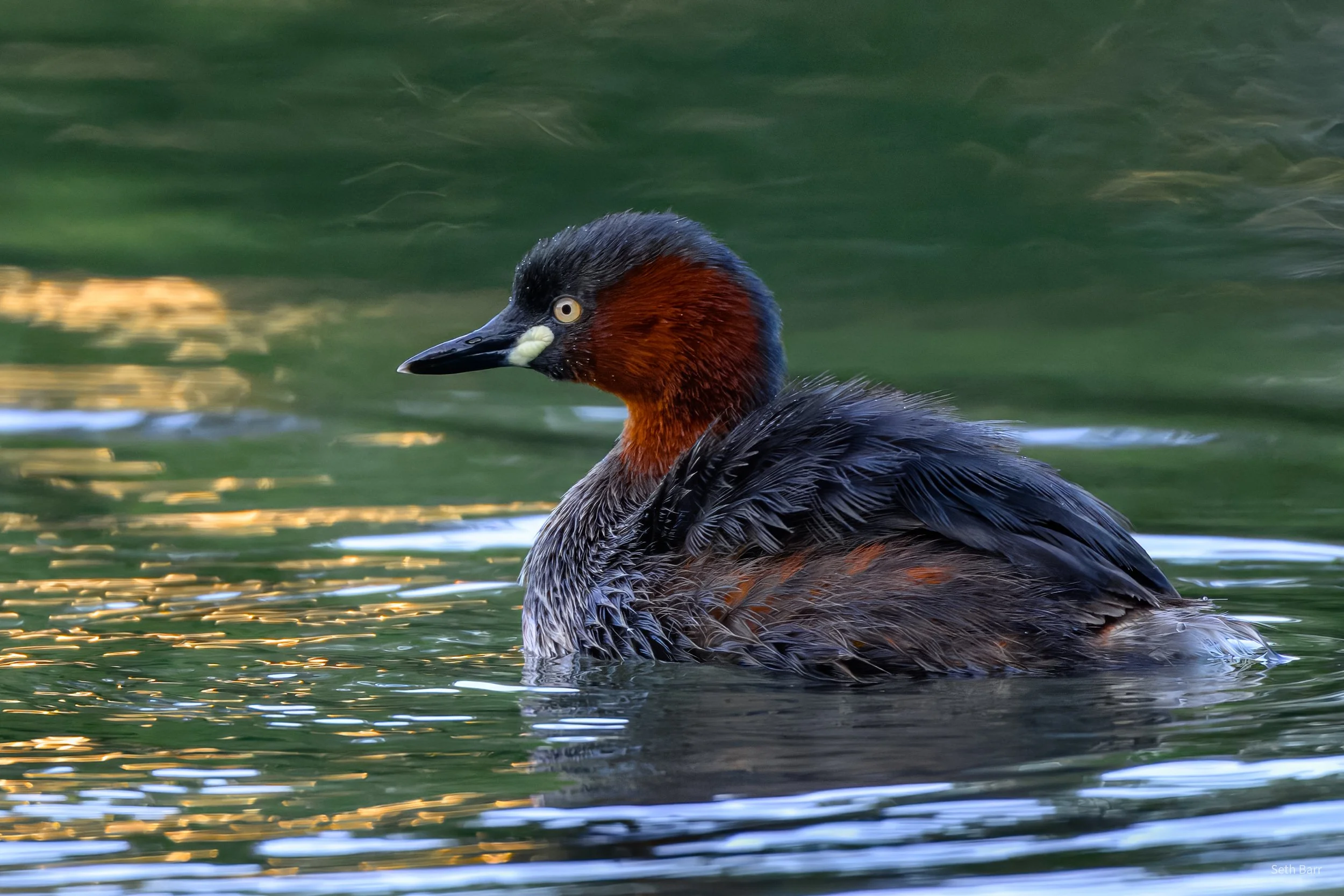 Little Grebe - Yunnan Province