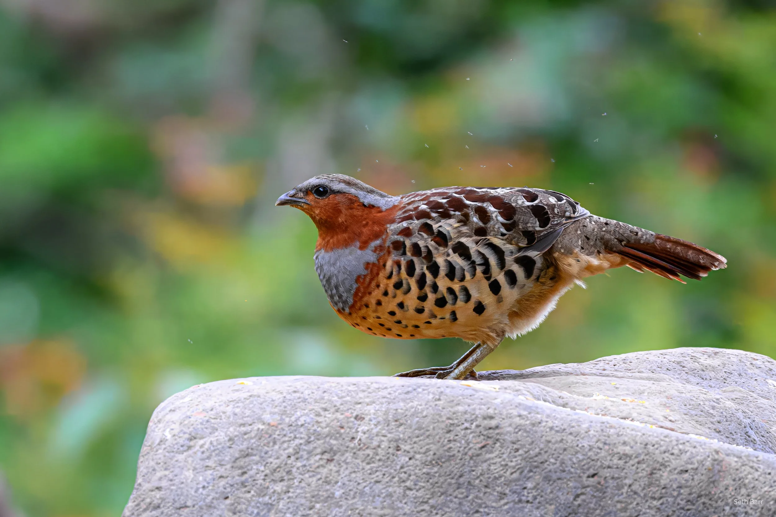 Chinese Bamboo Partridge - Shaanxi Province