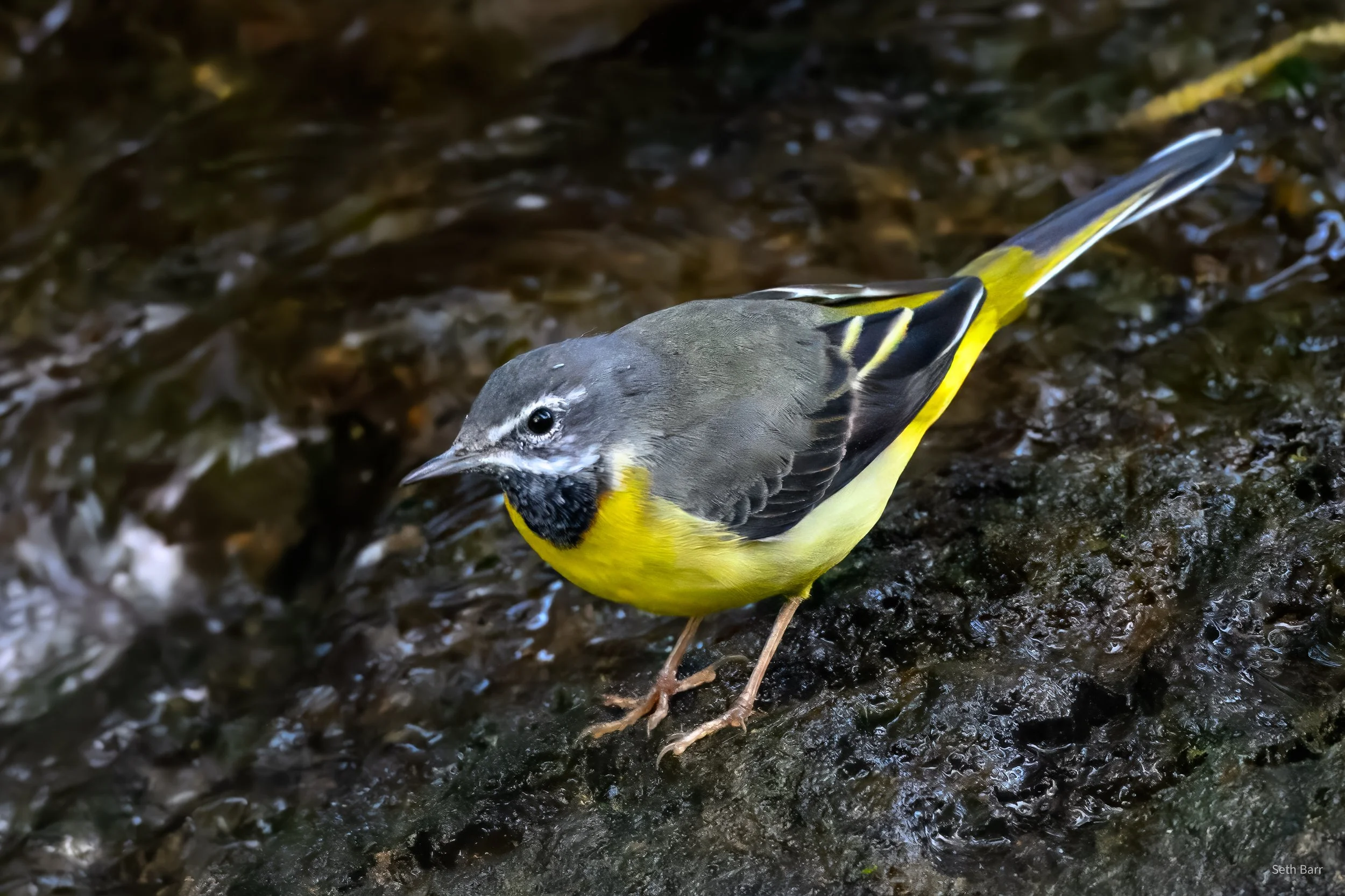 Gray Wagtail - Shaanxi Province