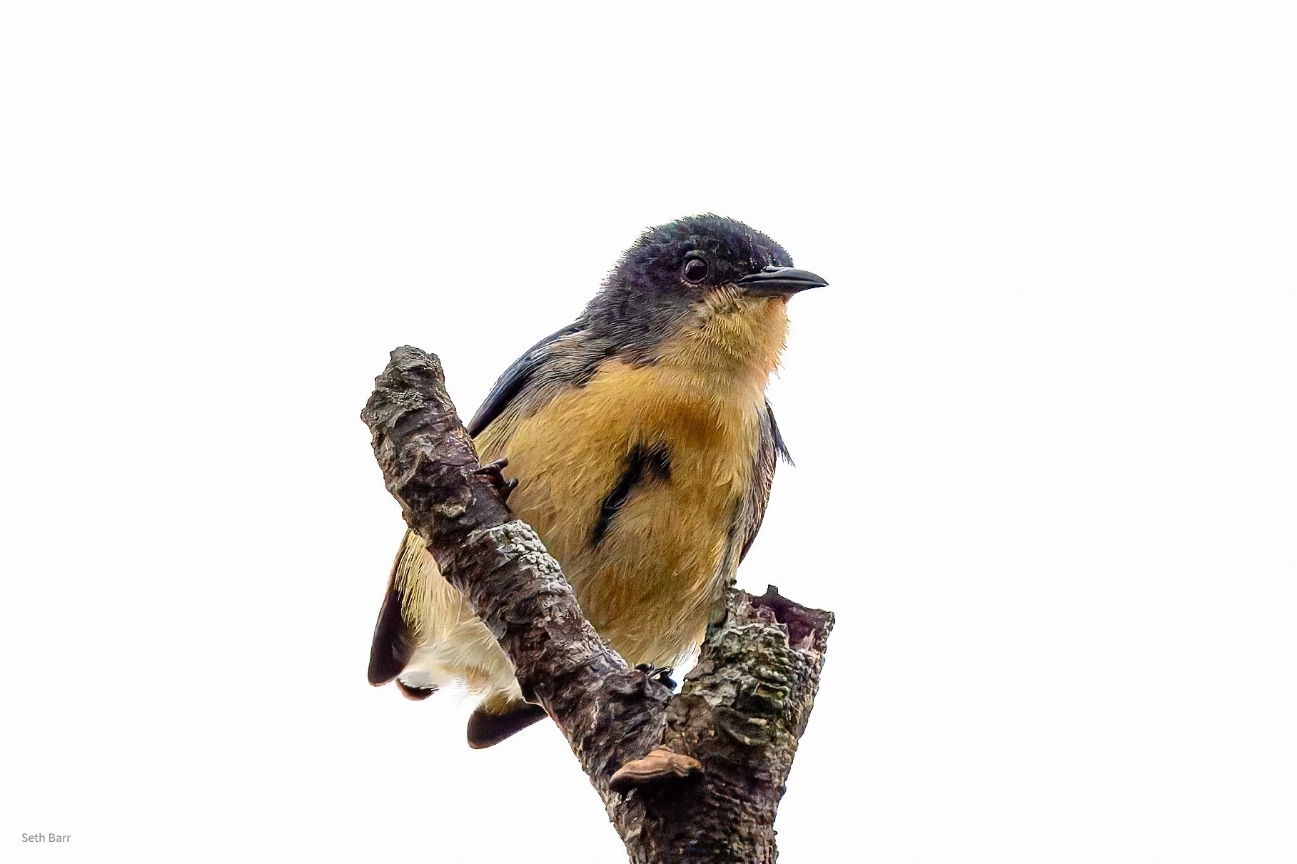 Cambodian Flowerpecker