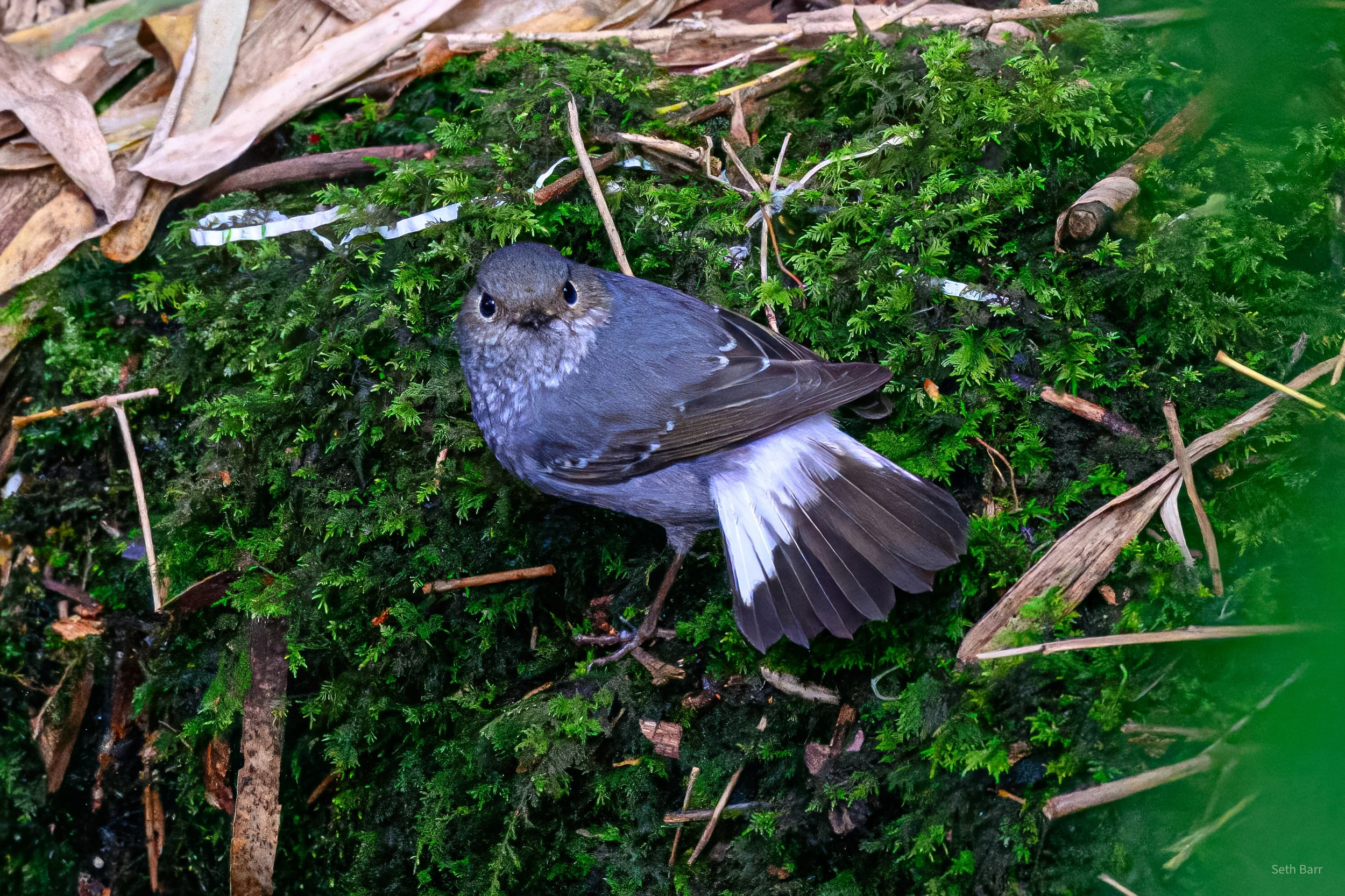 Plumbeous Redstart
