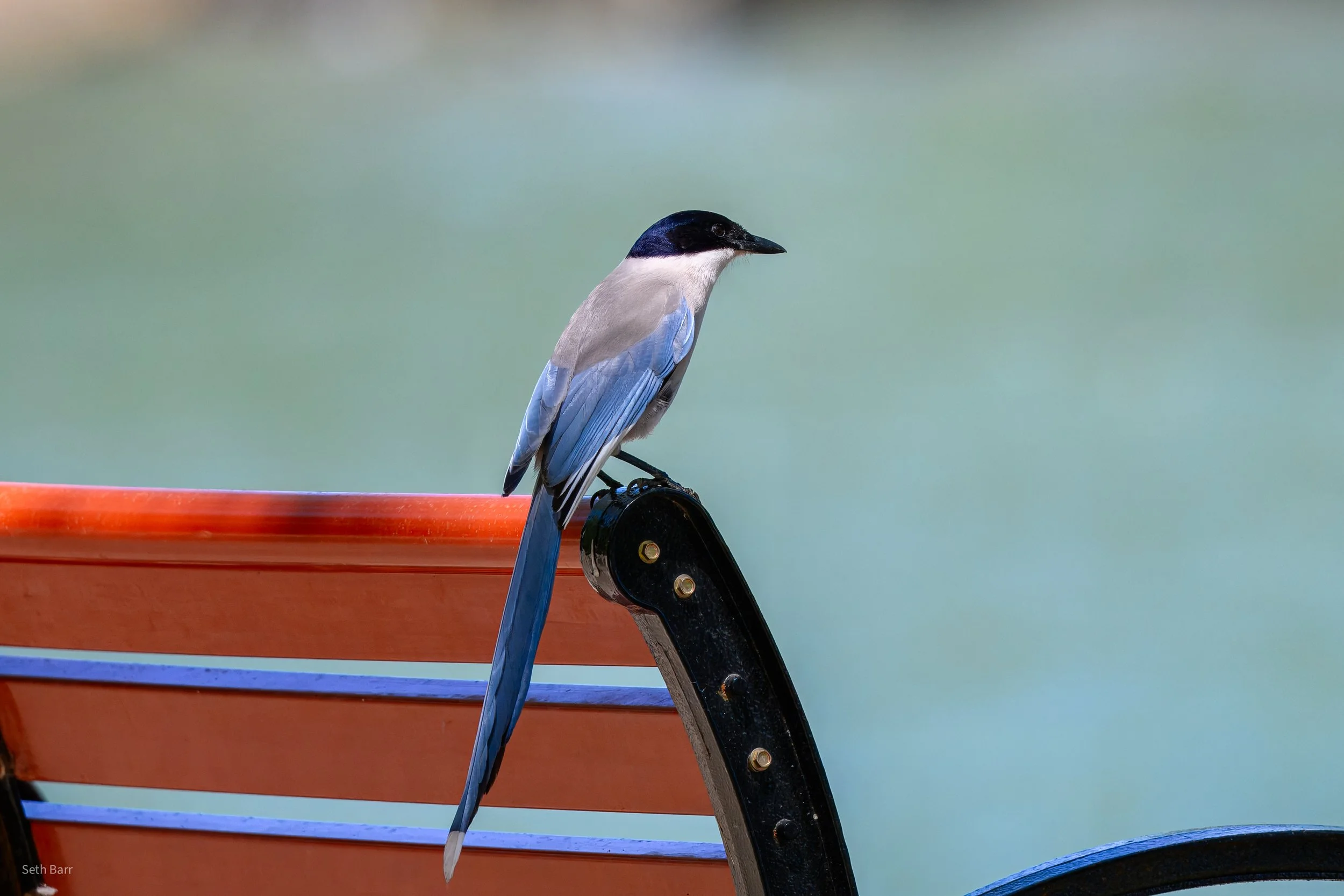 Azure Magpie - Beijing