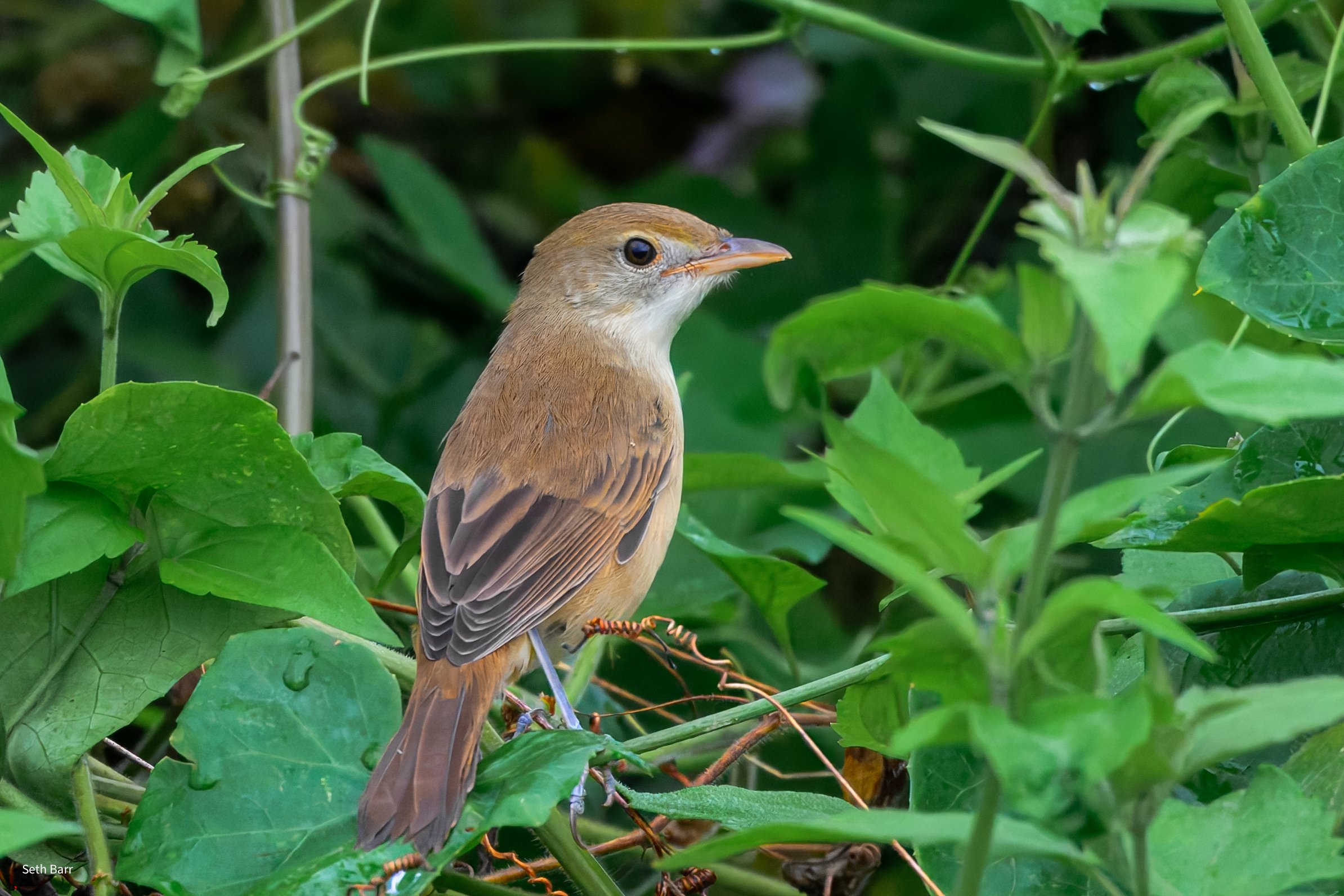 Thick-Billed Warbler