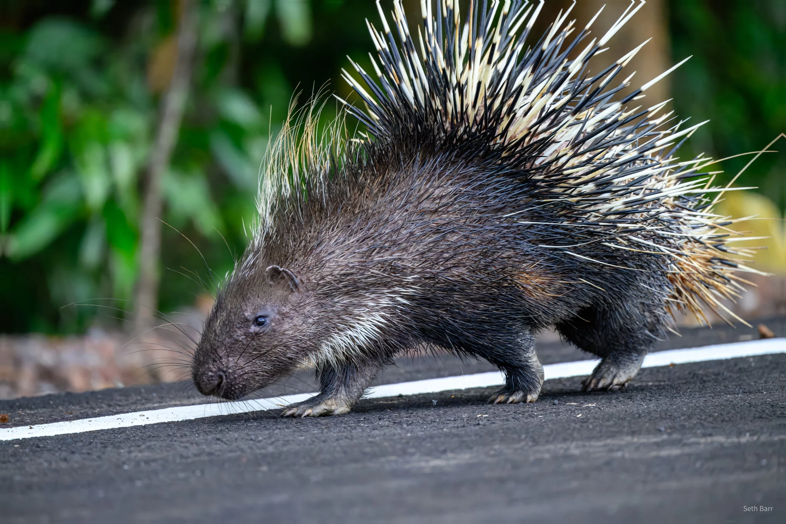 Malayan Porcupine