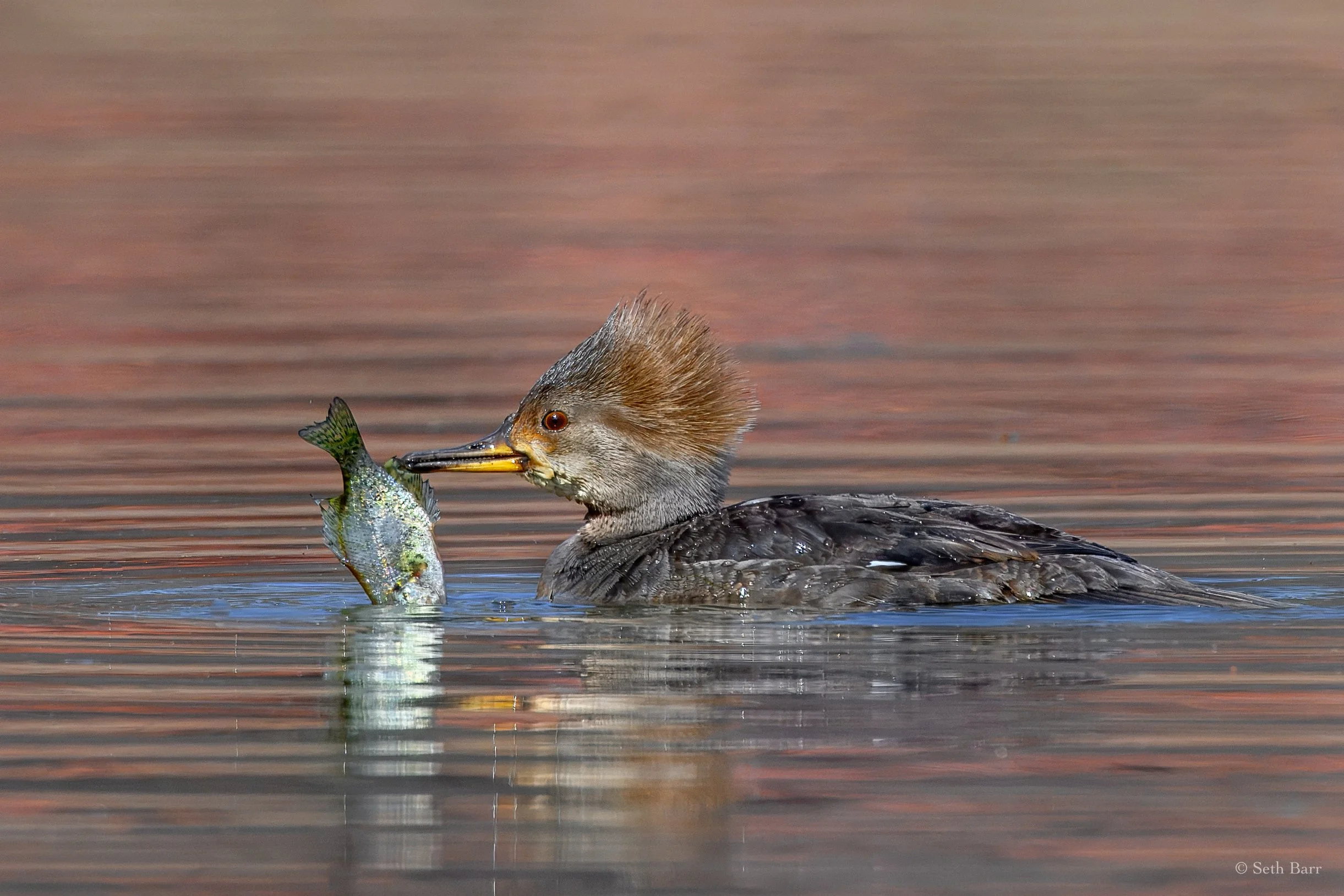 Hooded Merganser