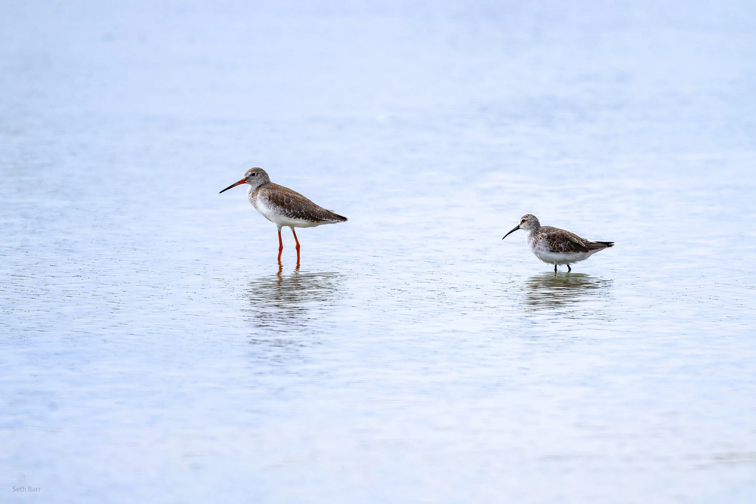 Curlew Sandpiper