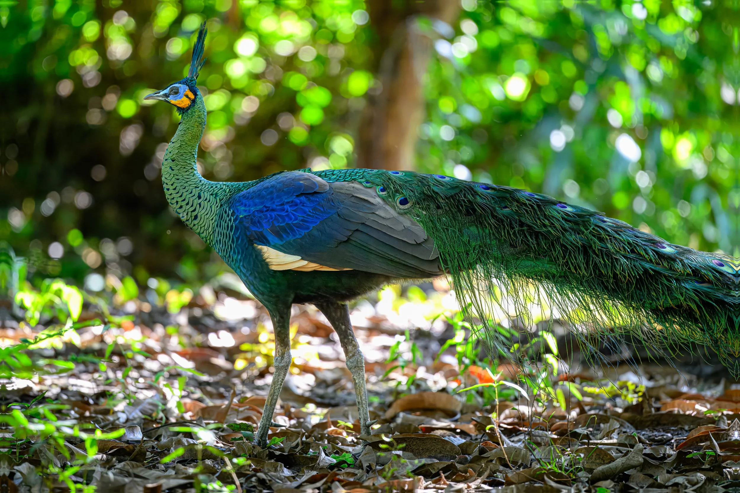 Green Peafowl