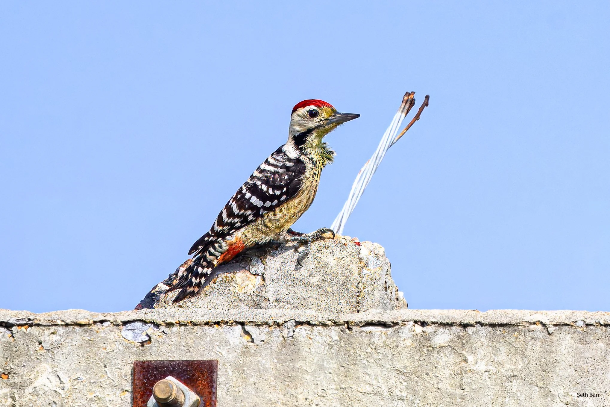 Freckle-Breasted Woodpecker
