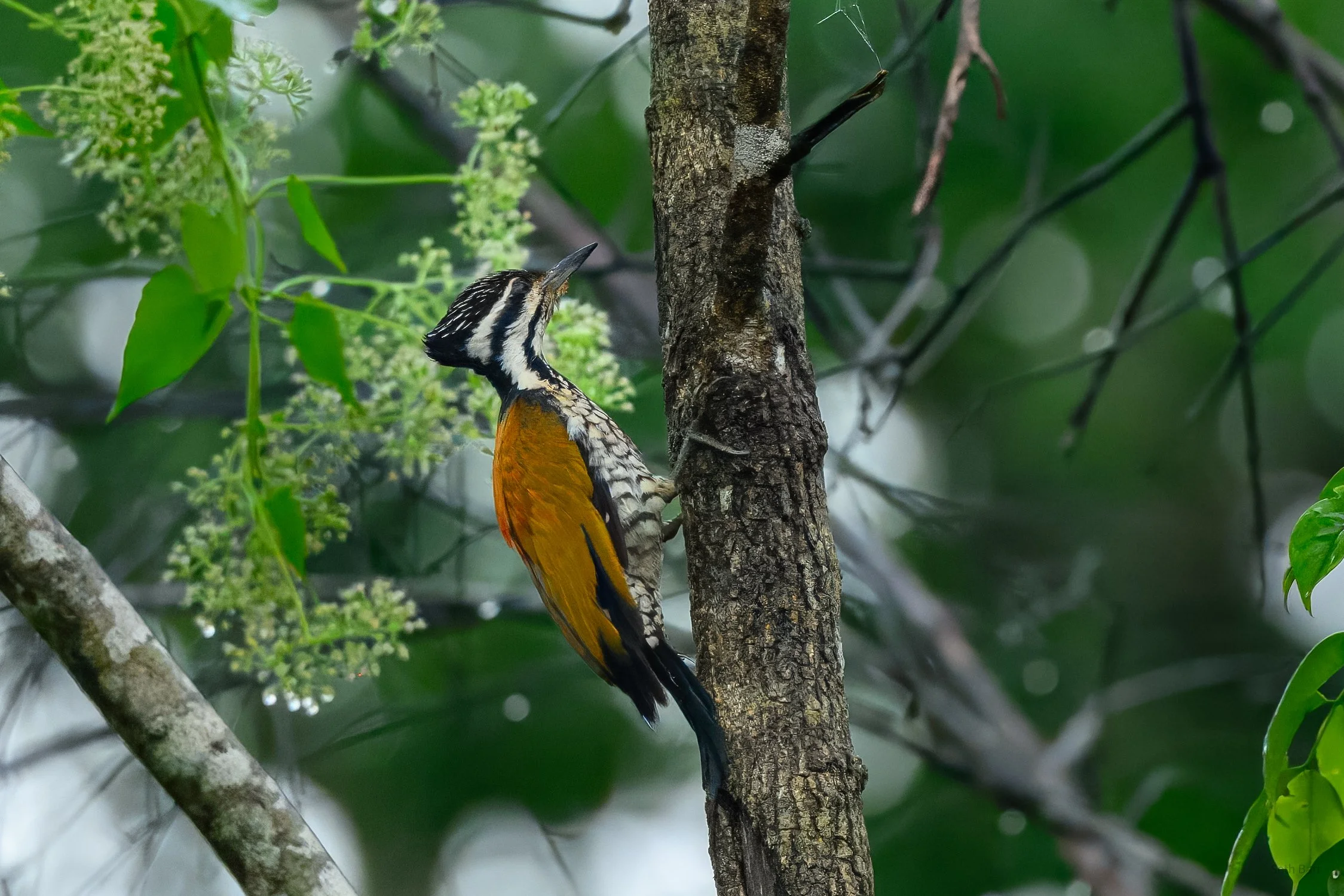 Common Flameback