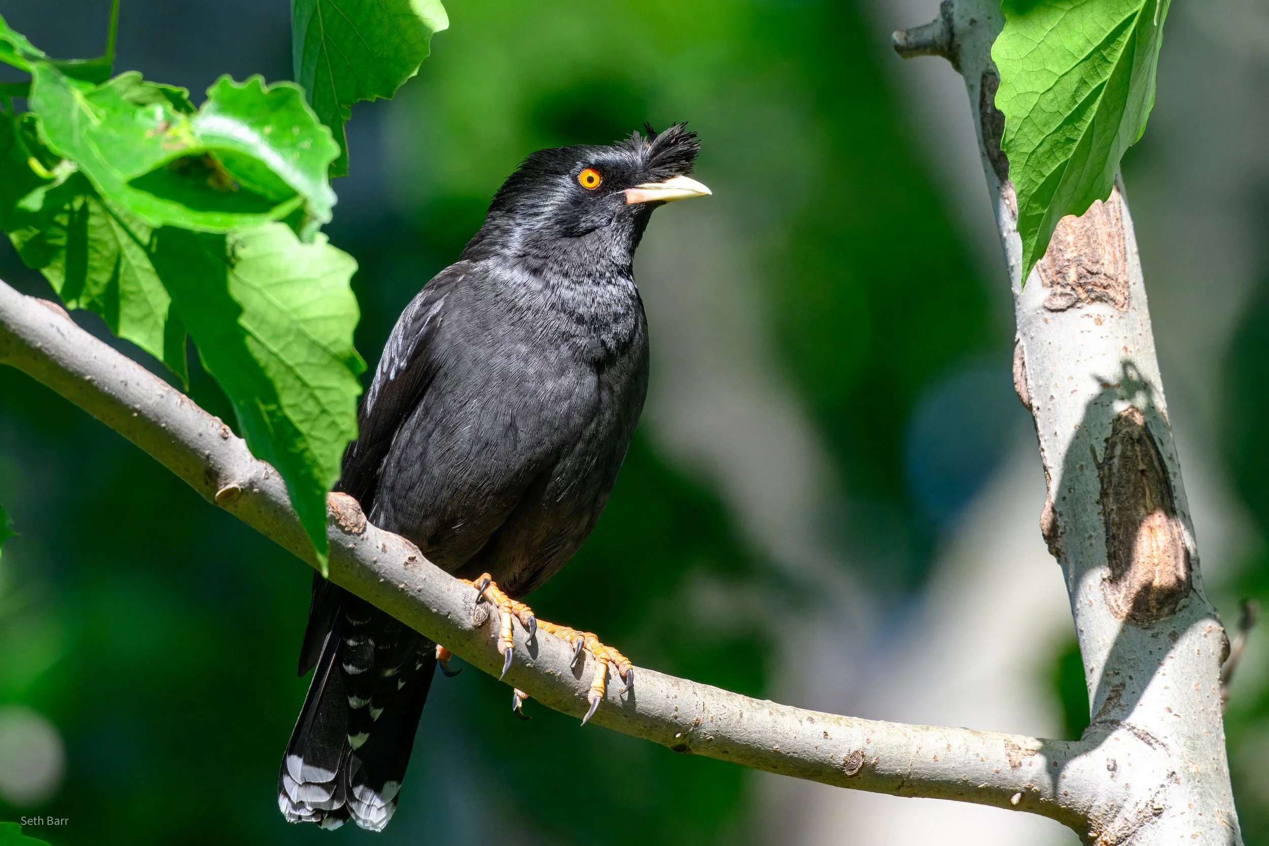 Crested Myna - Beijing