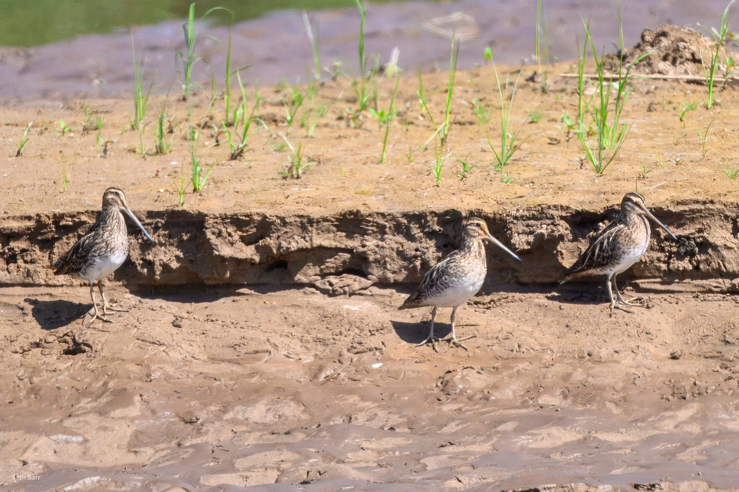 Common Pintail Snipe 