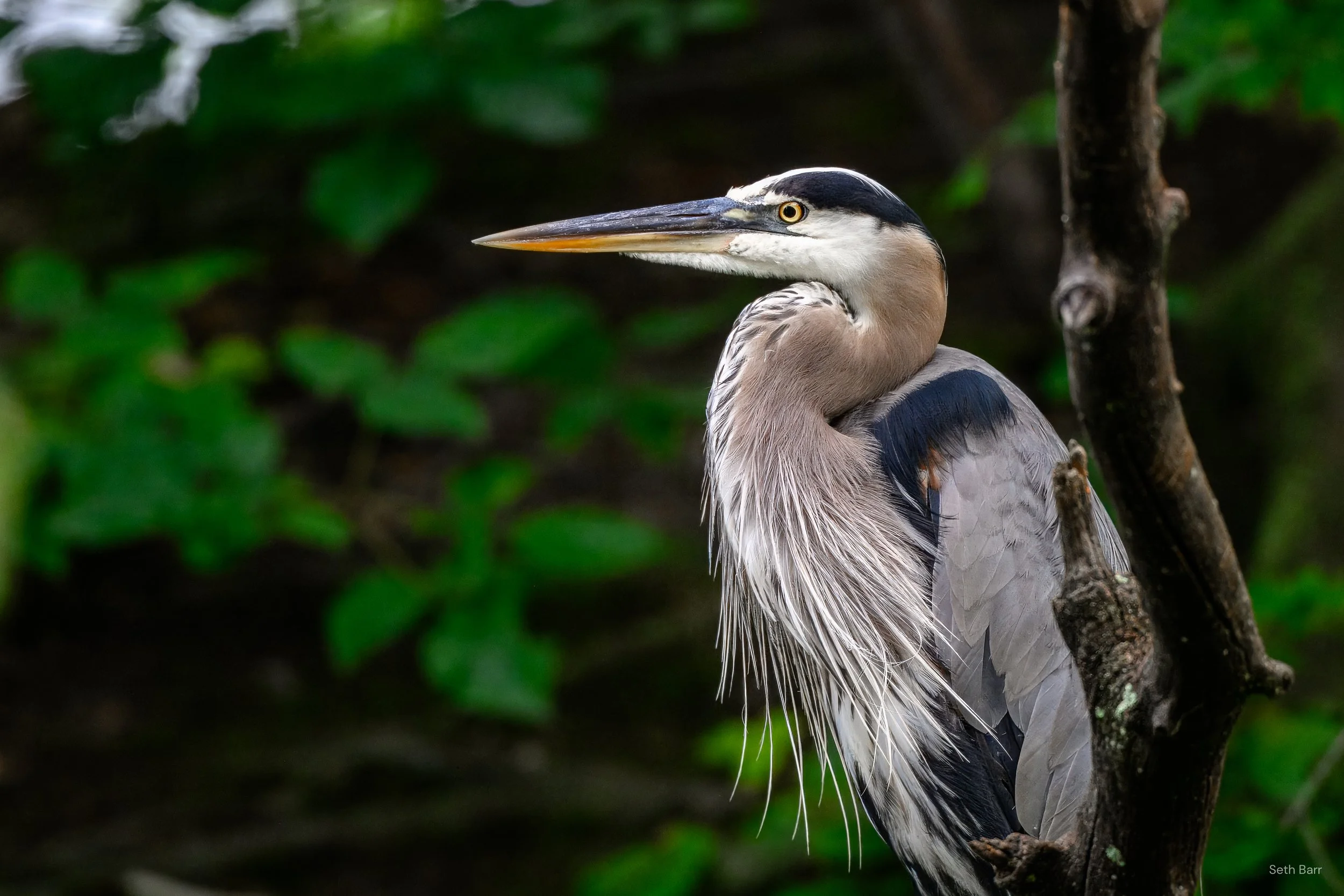 Great Blue Heron
