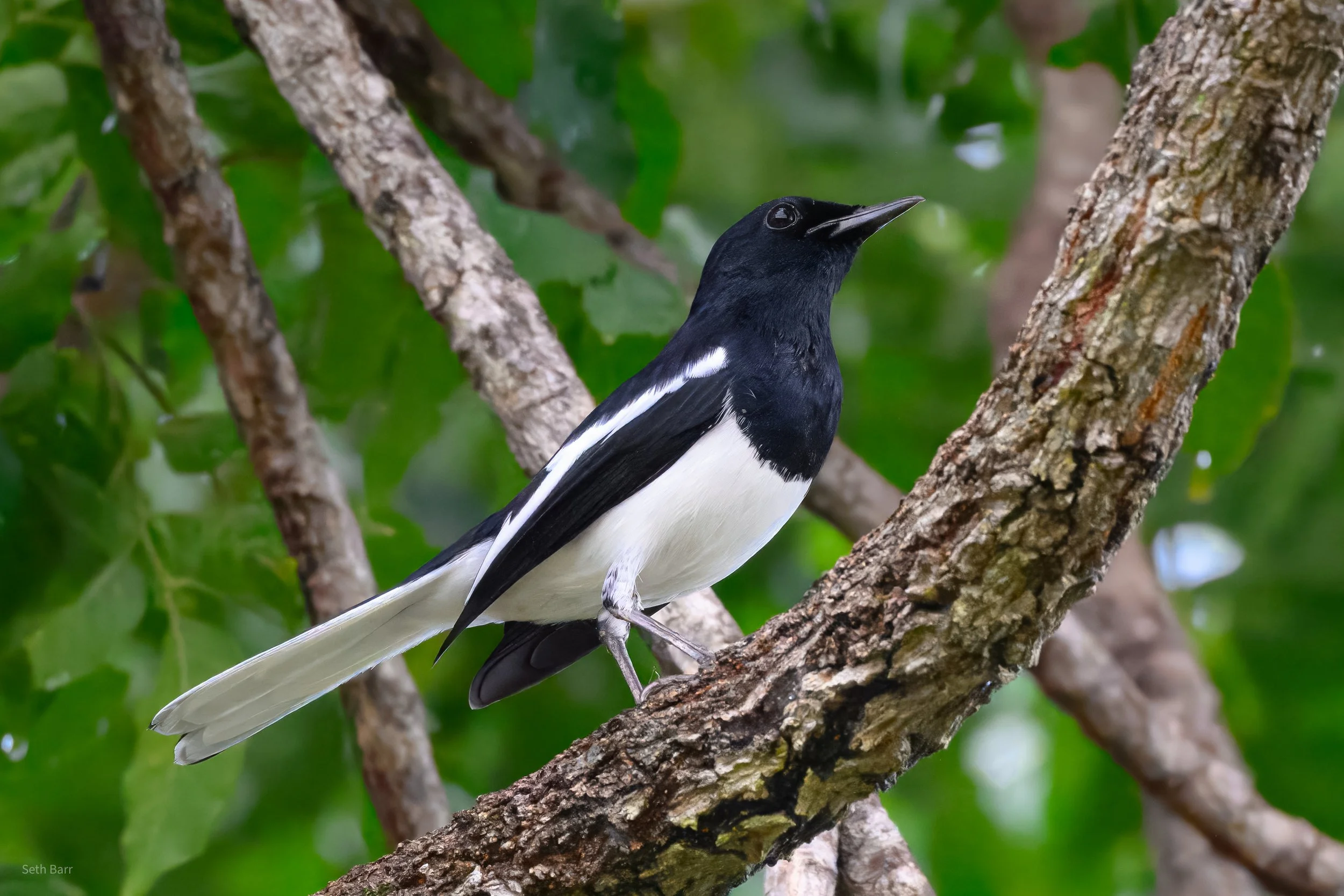 Oriental Magpie Robin