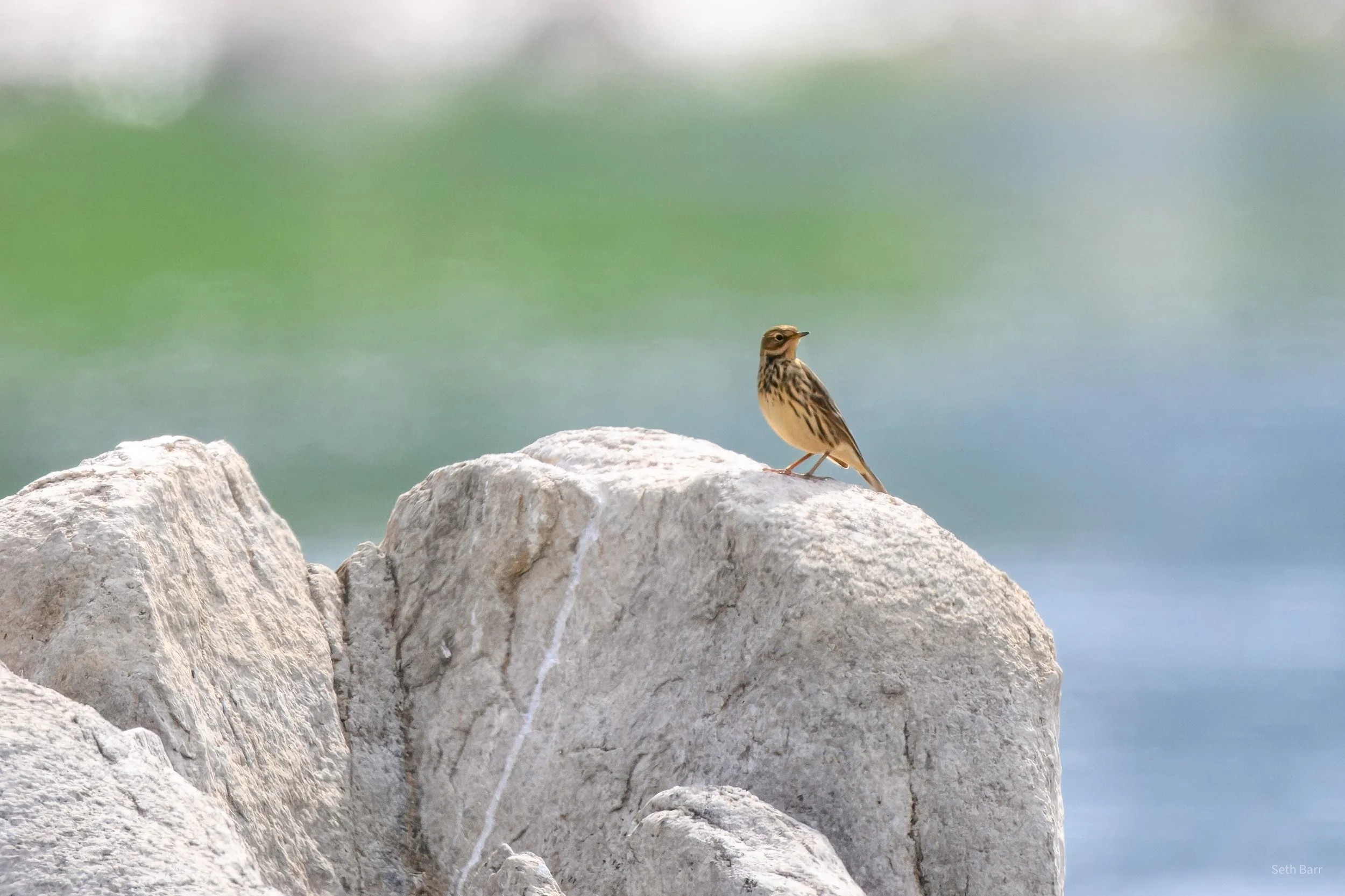 Red-Throated Pipit - Shaanxi Province