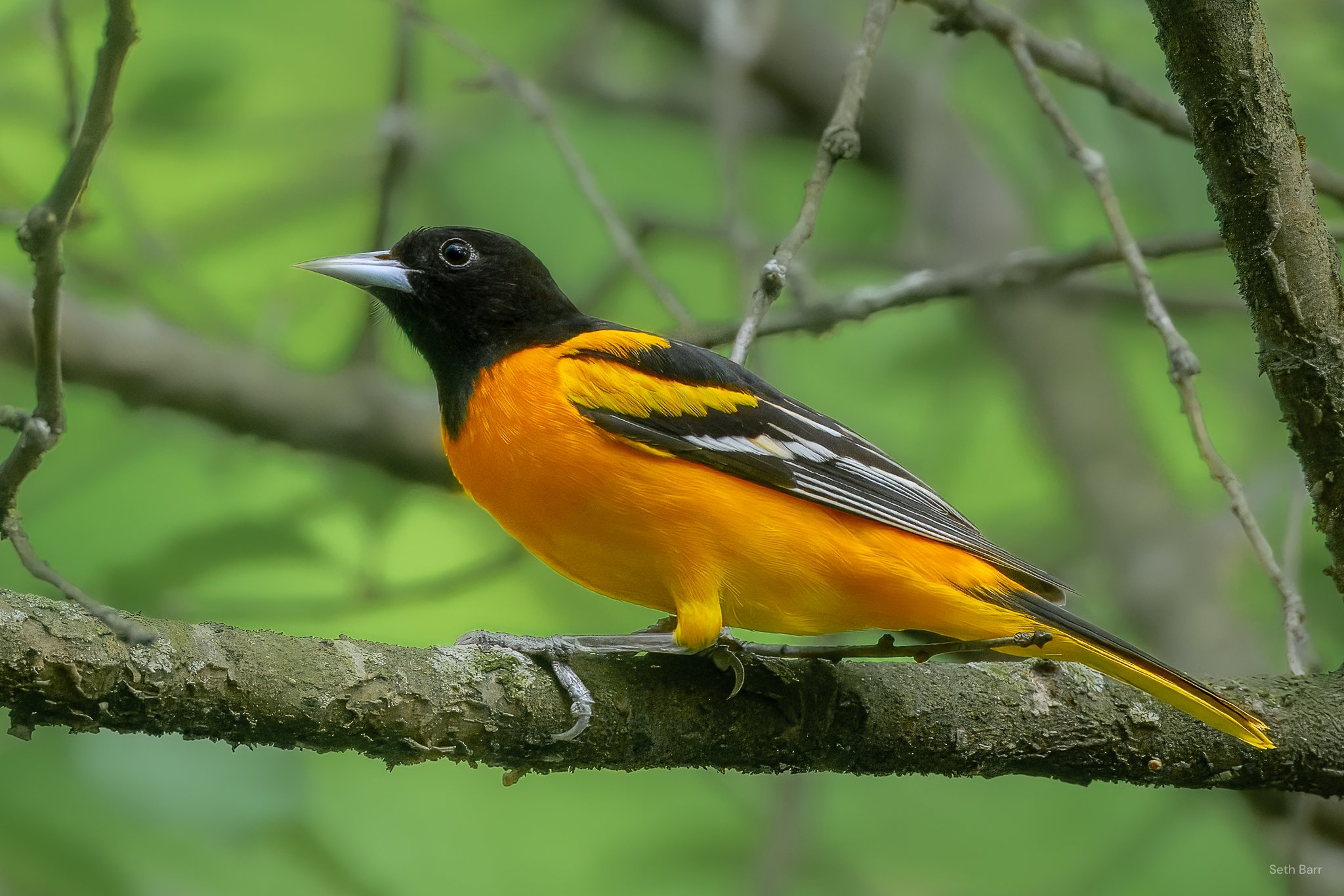Baltimore Oriole