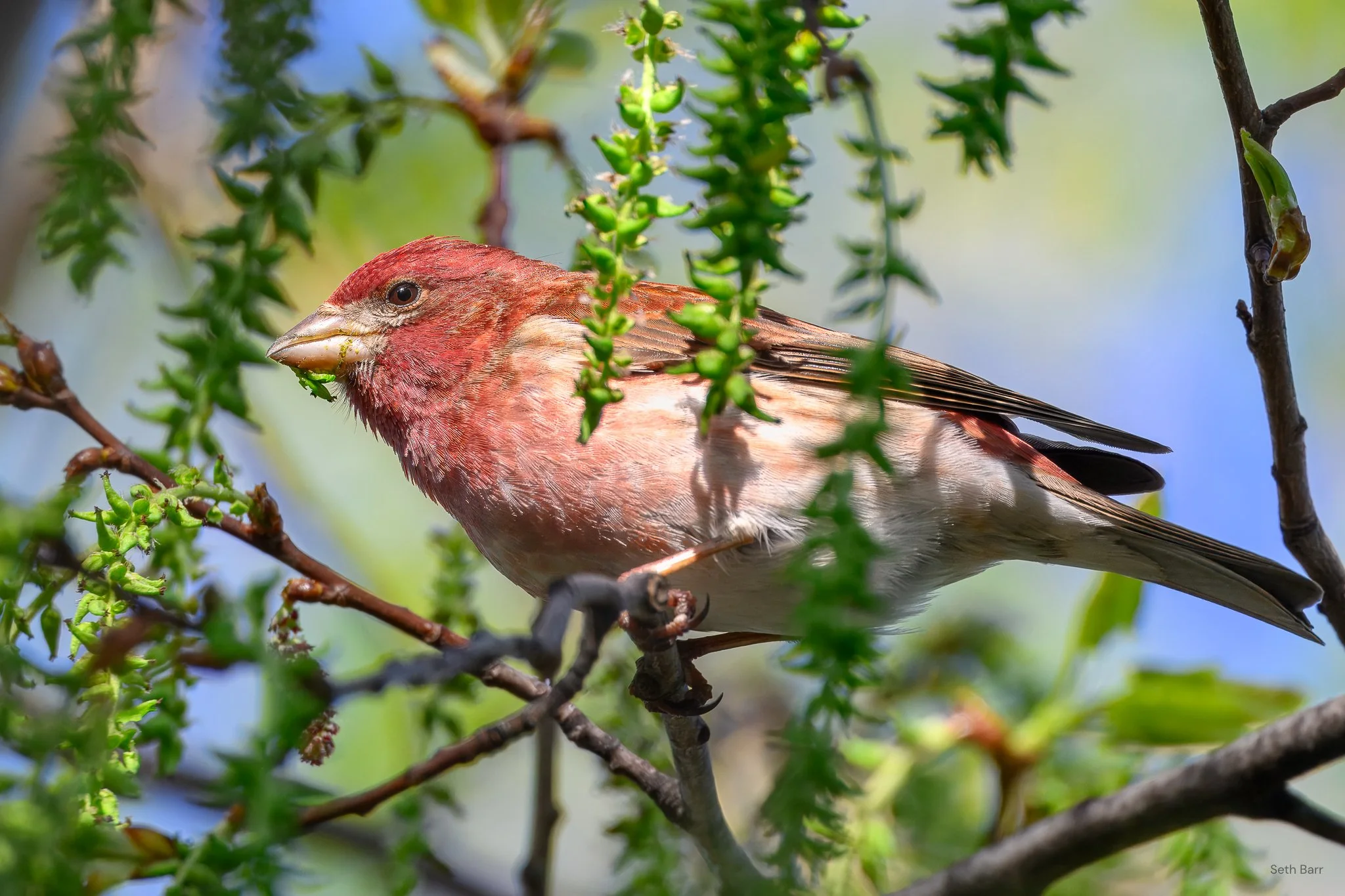 Purple Finch