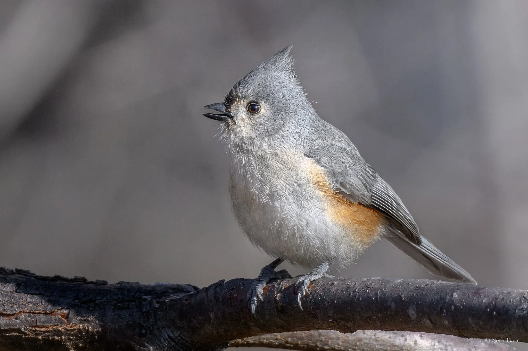 Tufted Titmouse