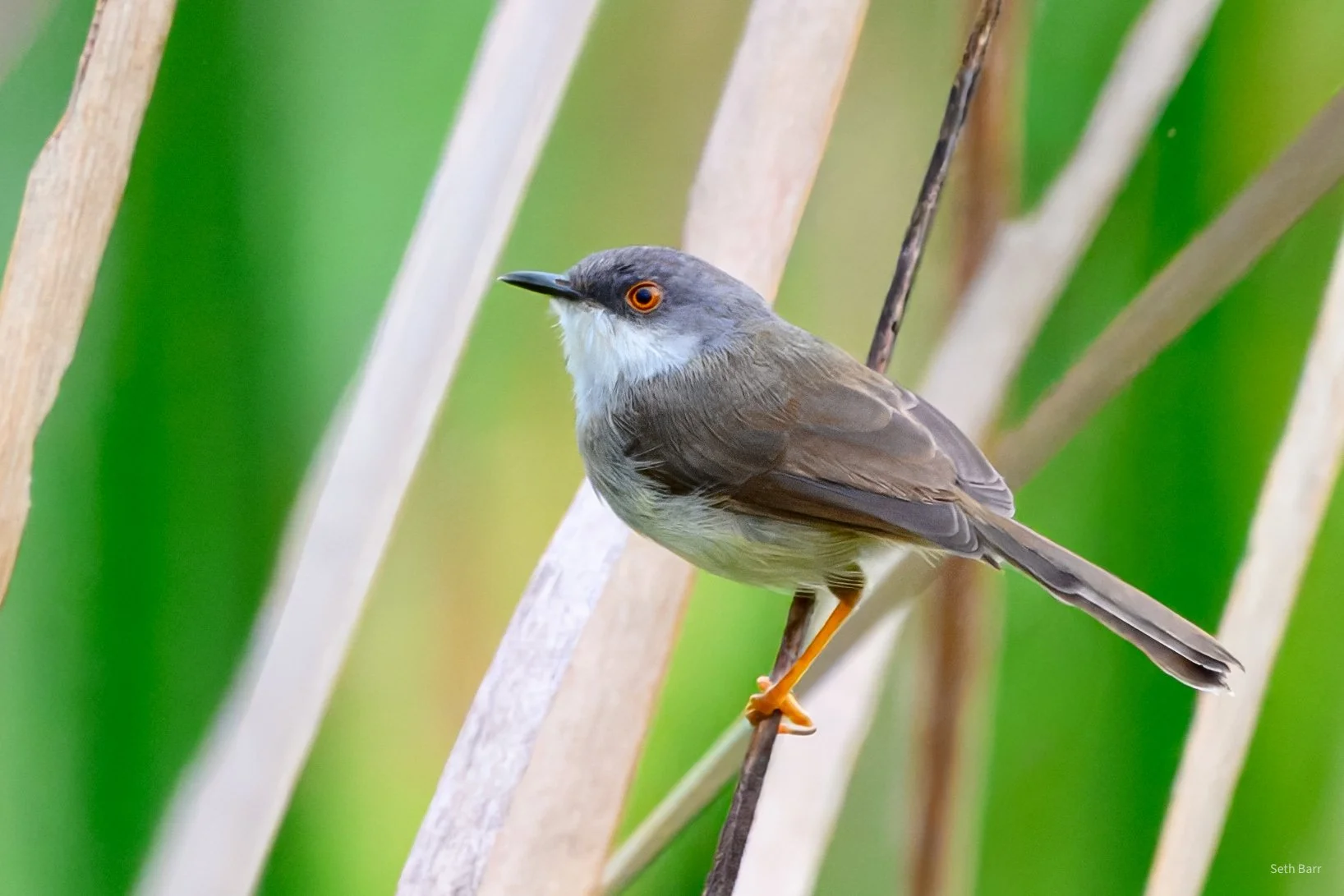 Gray-Breasted Prinia