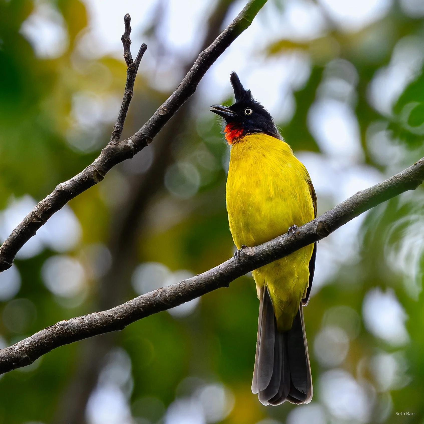 Black-Crested Bulbul