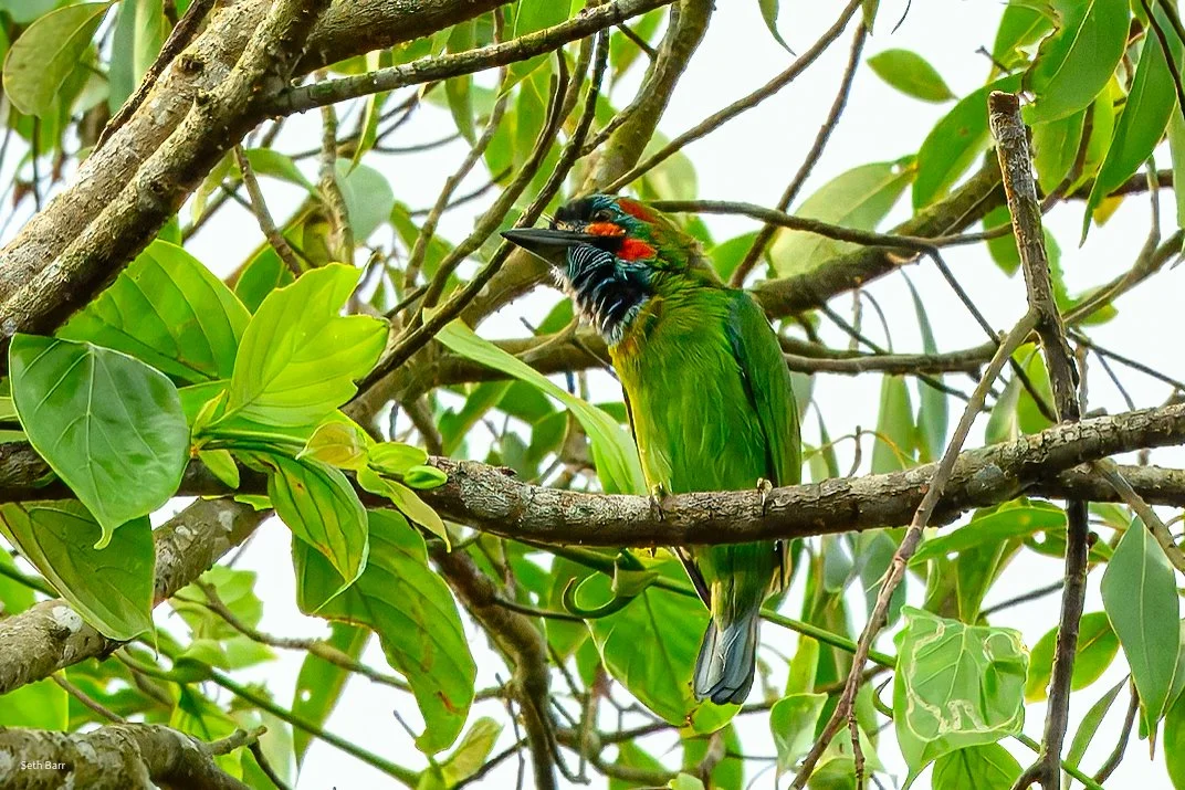 Blue-Eared Barbet