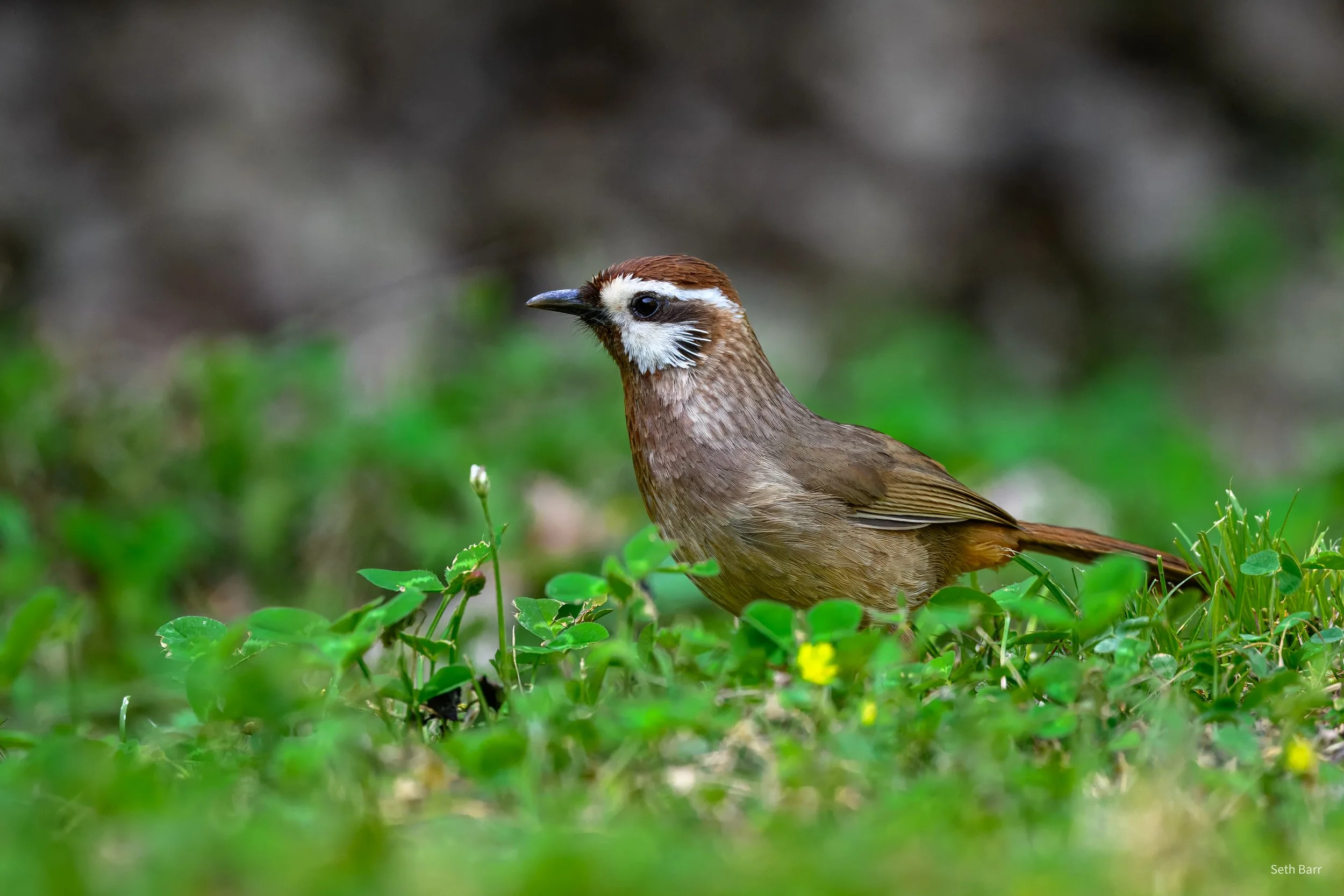 White-Browed Laughingthrush - Shaanxi Province