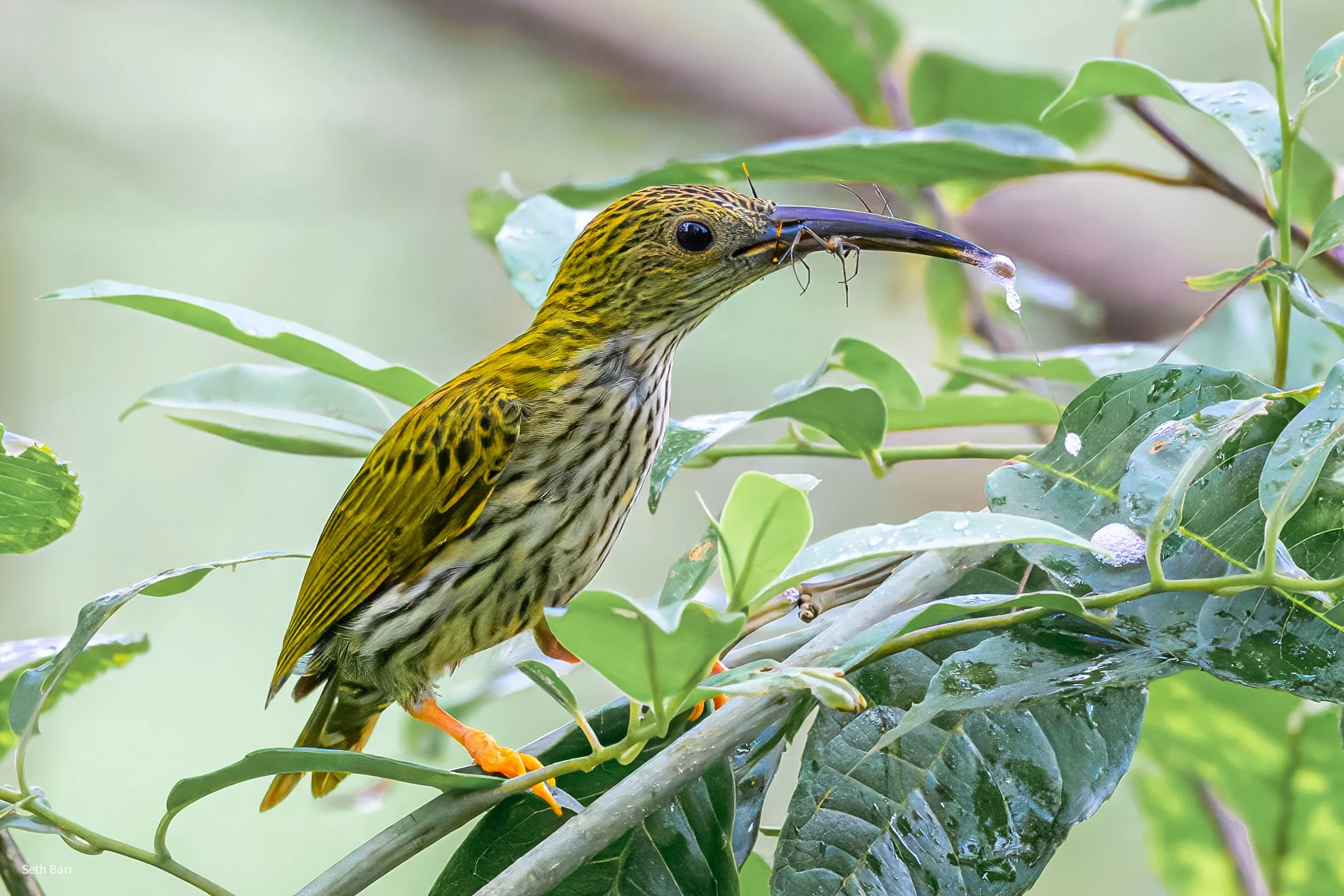 Streaked Spiderhunter