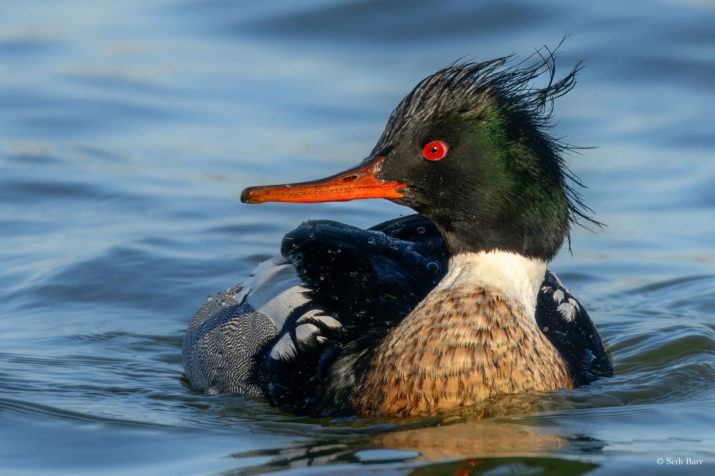 Red-Breasted Merganser