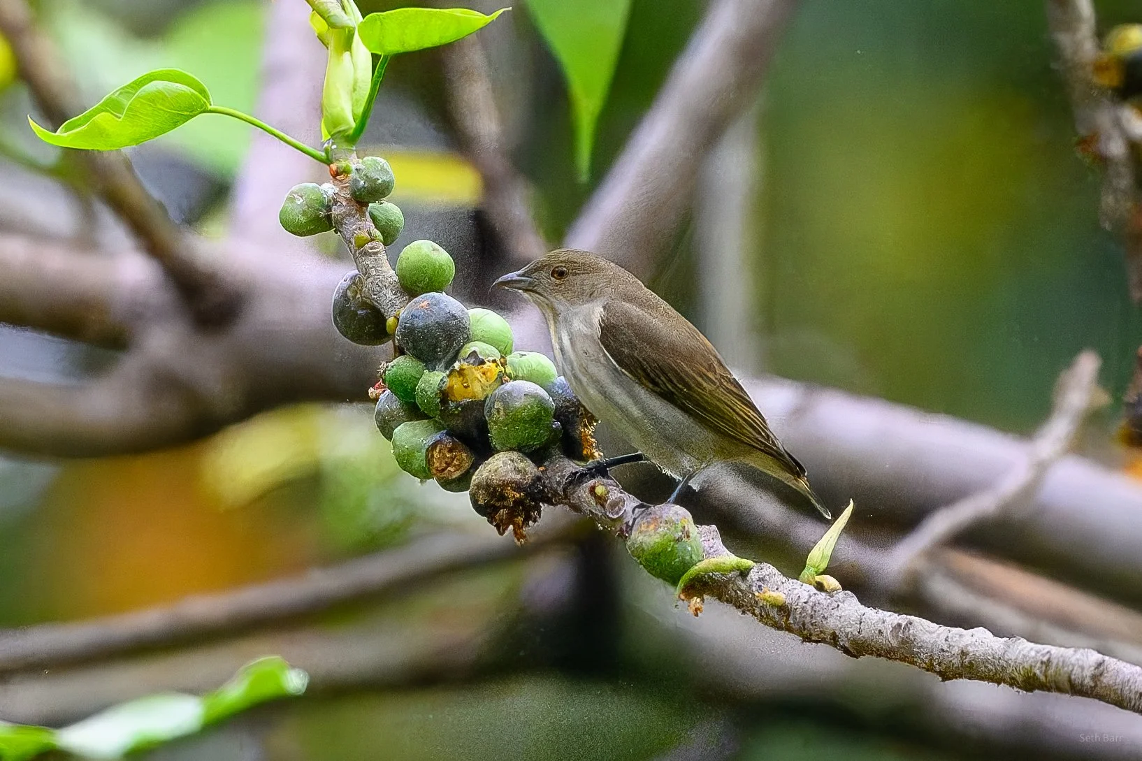 Thick-Billed Flowerpecker