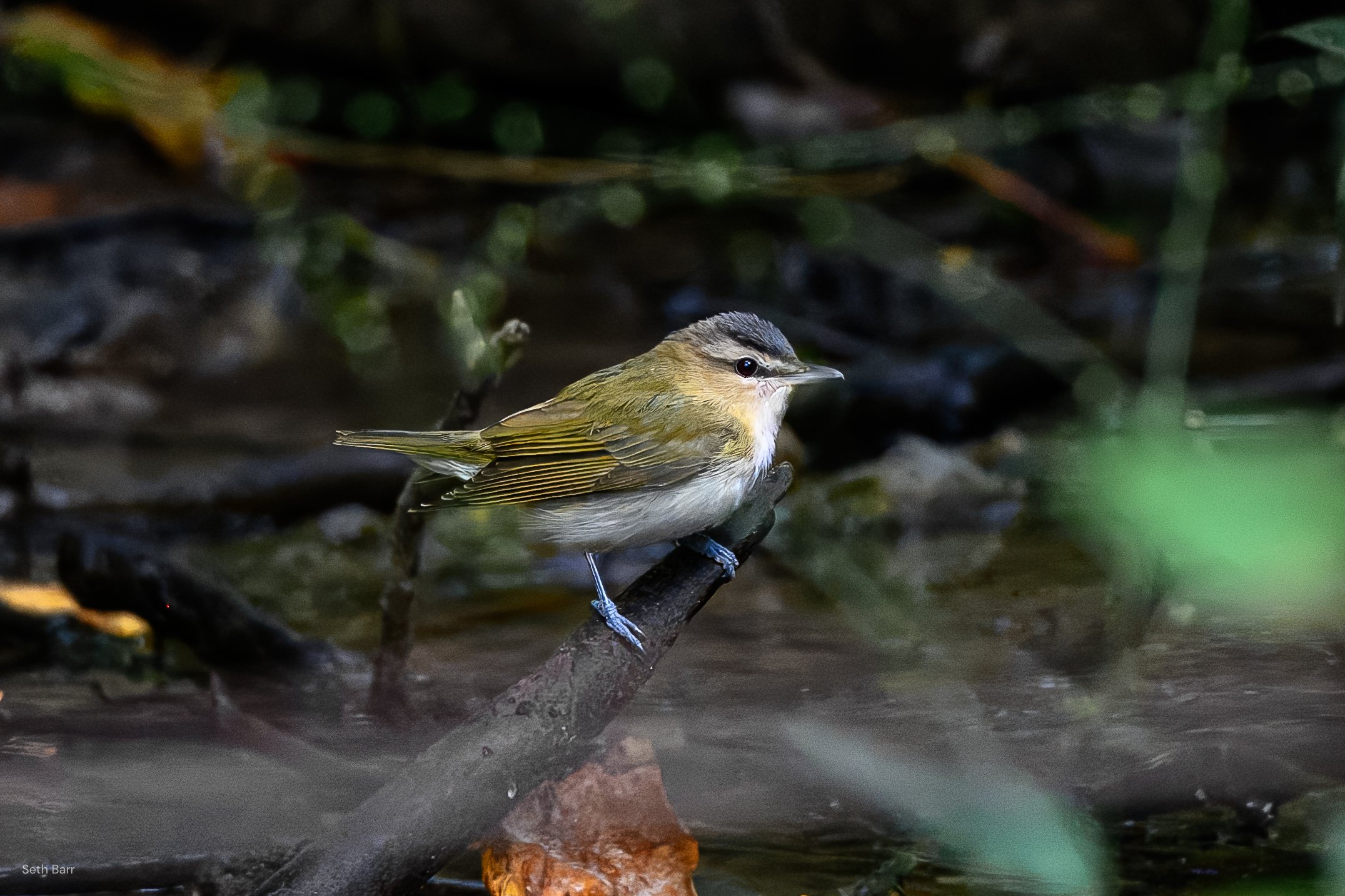 Red-Eyed Vireo