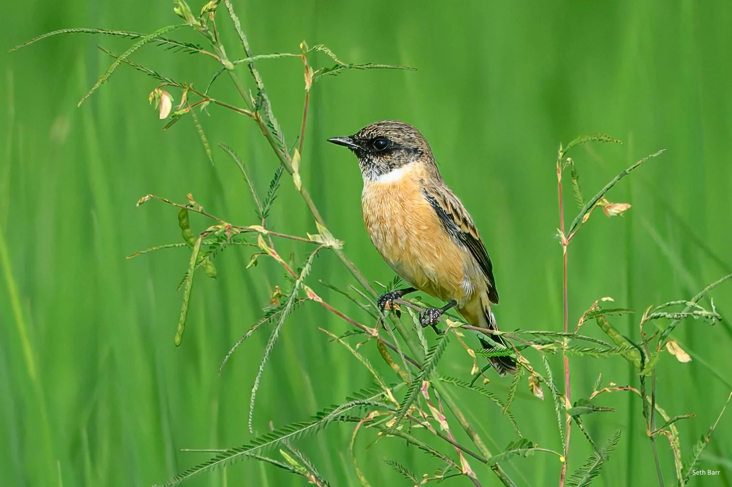 Amur Stonechat