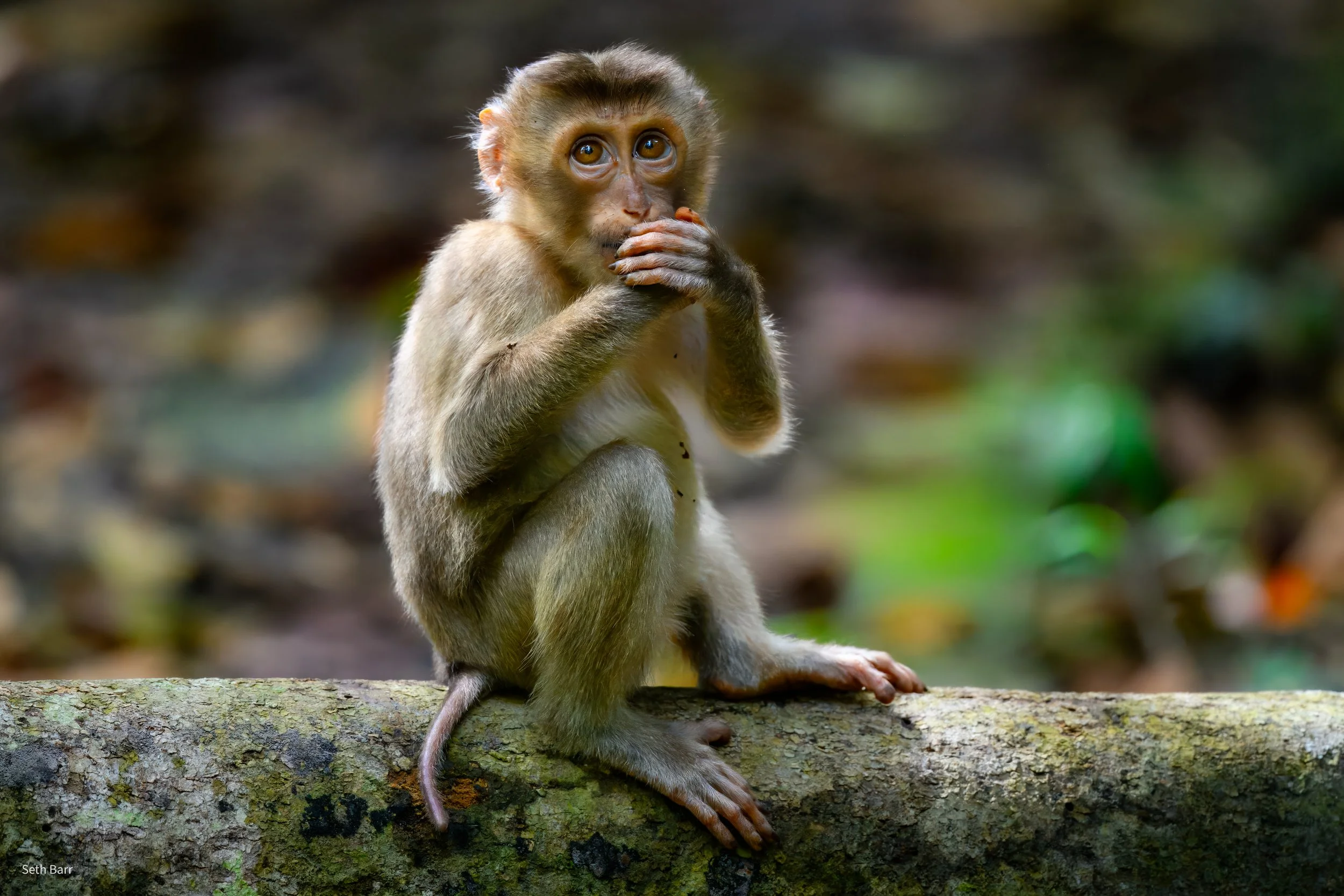 Pig-Tailed Macaque 