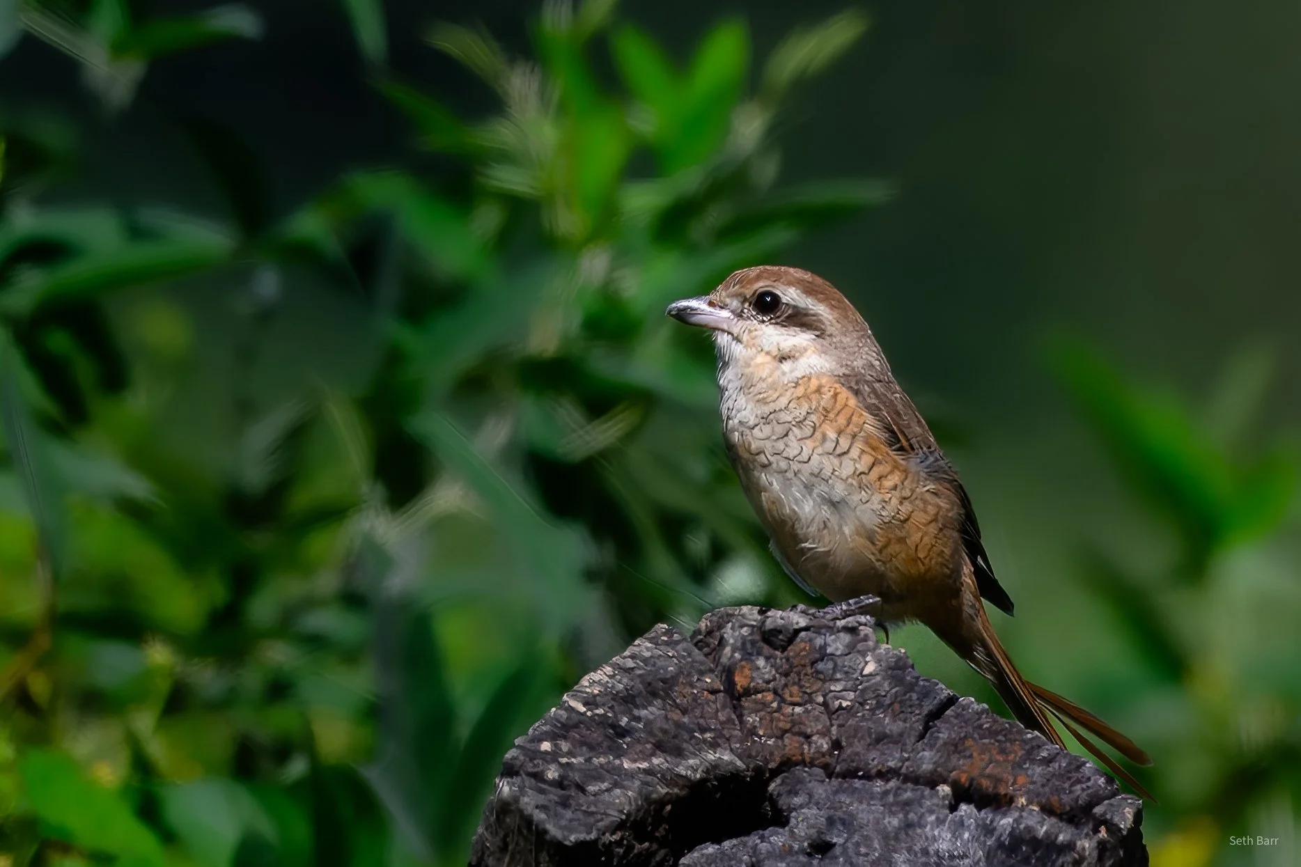 Brown Shrike