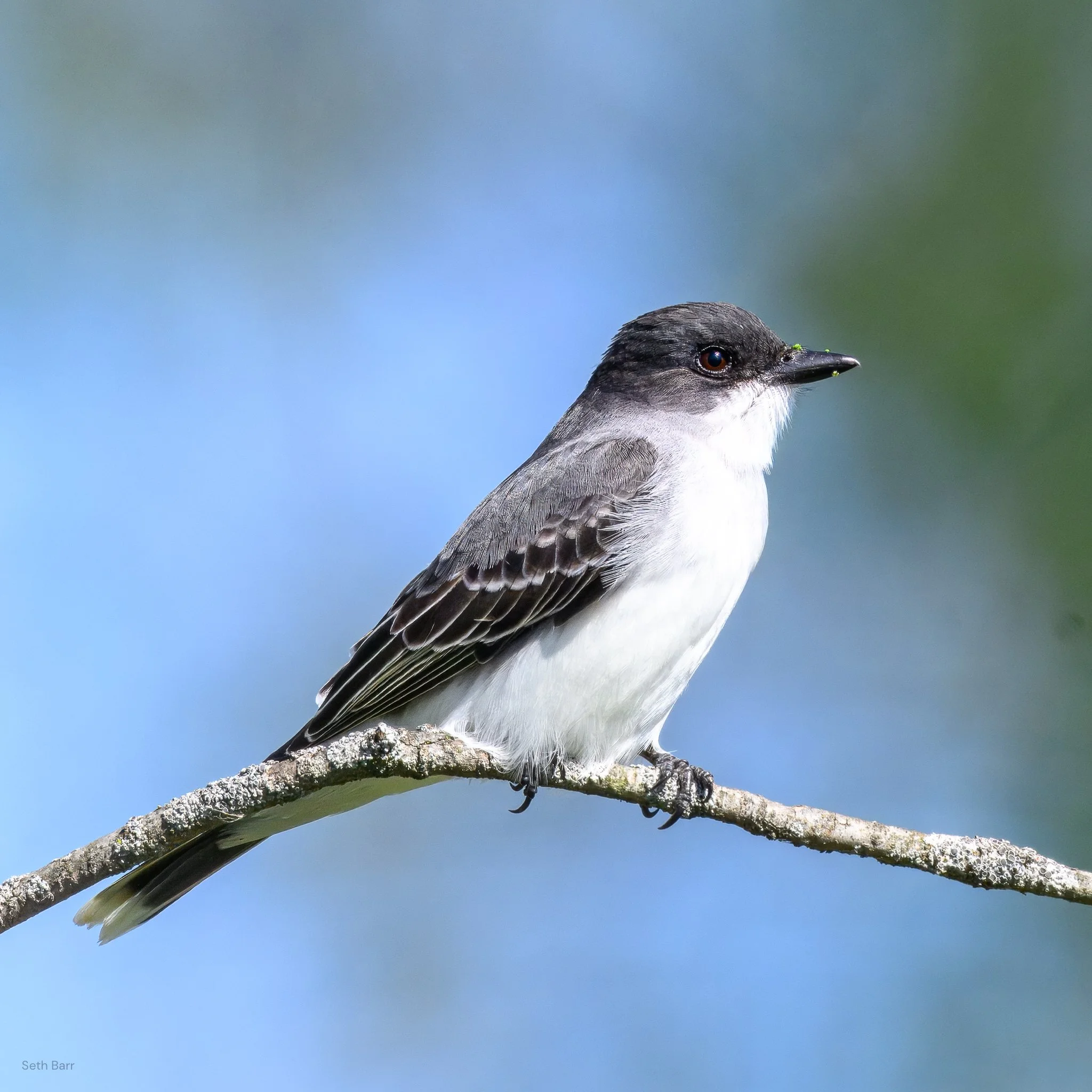Eastern Kingbird