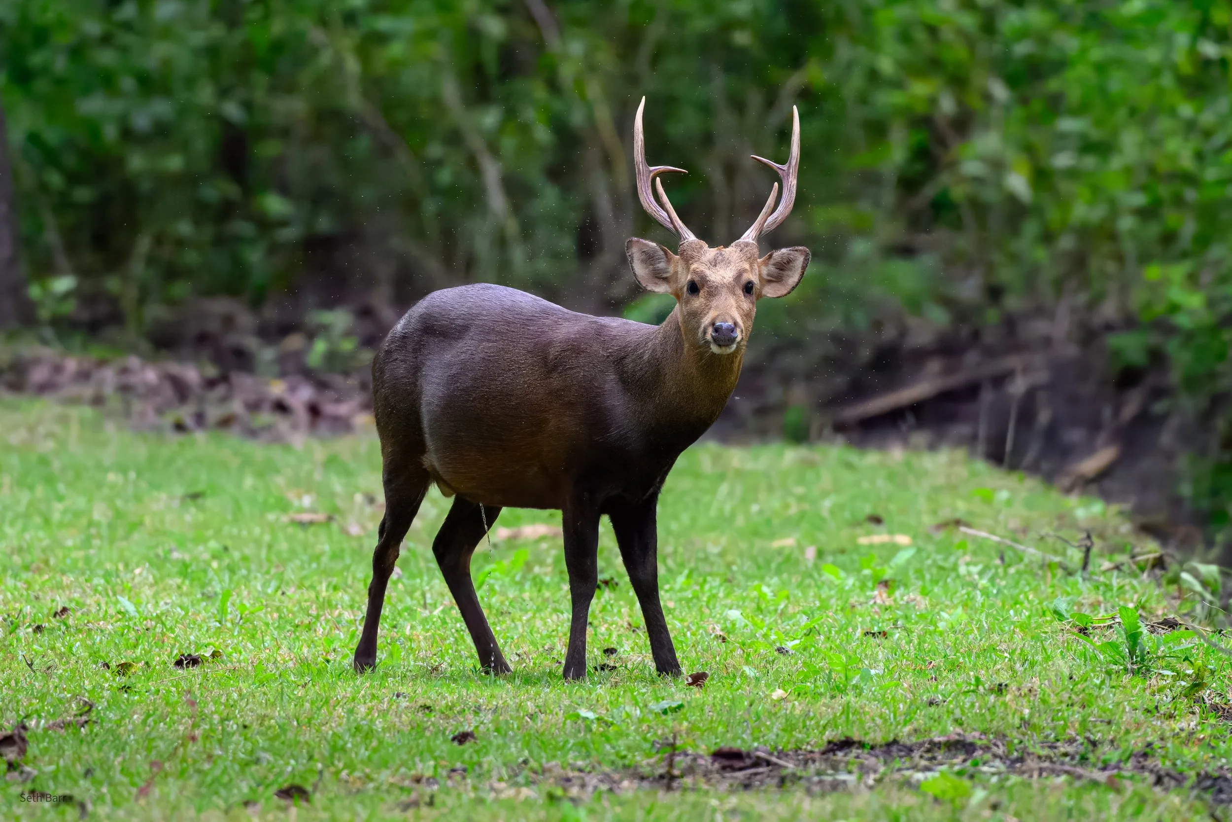 Indochinese Hog Deer