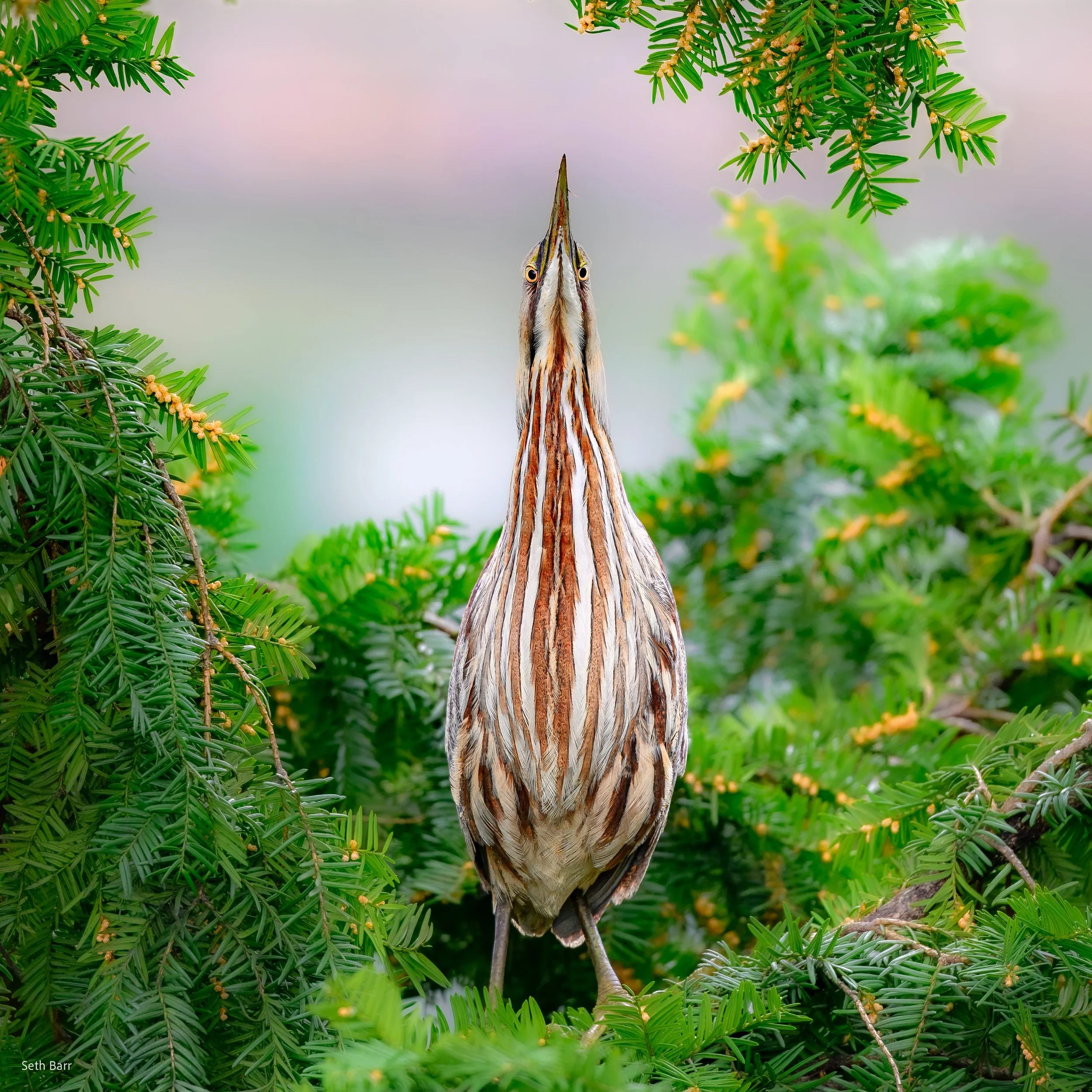 American Bittern