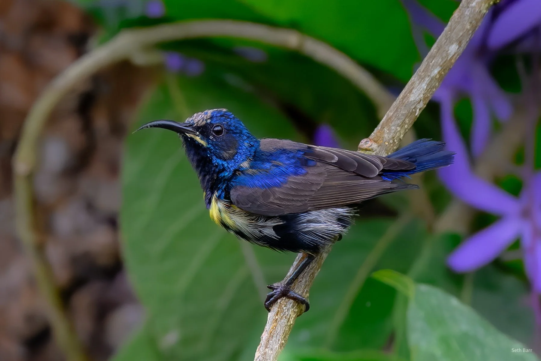 Purple Sunbird