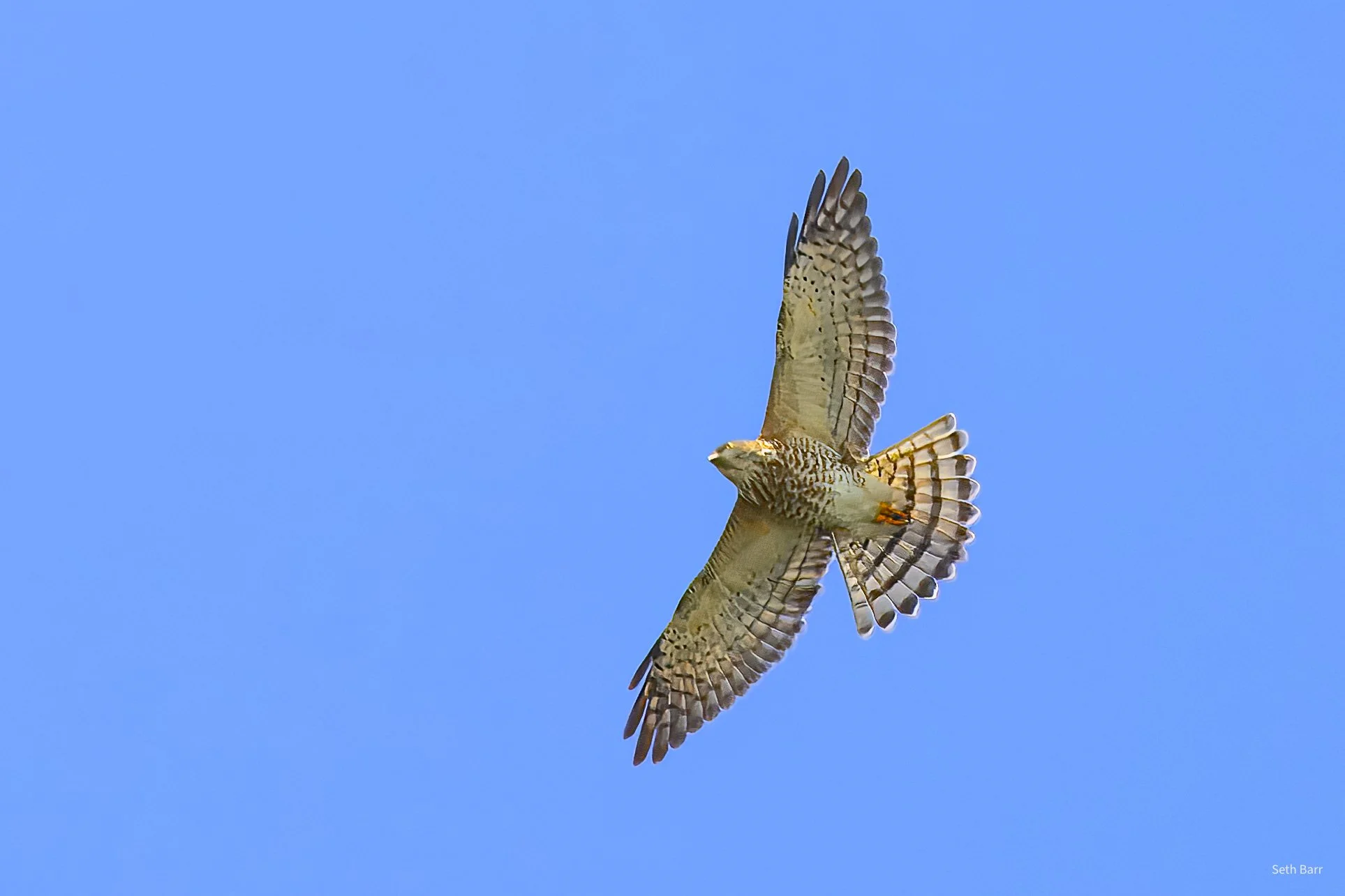 Chinese Sparrow Hawk